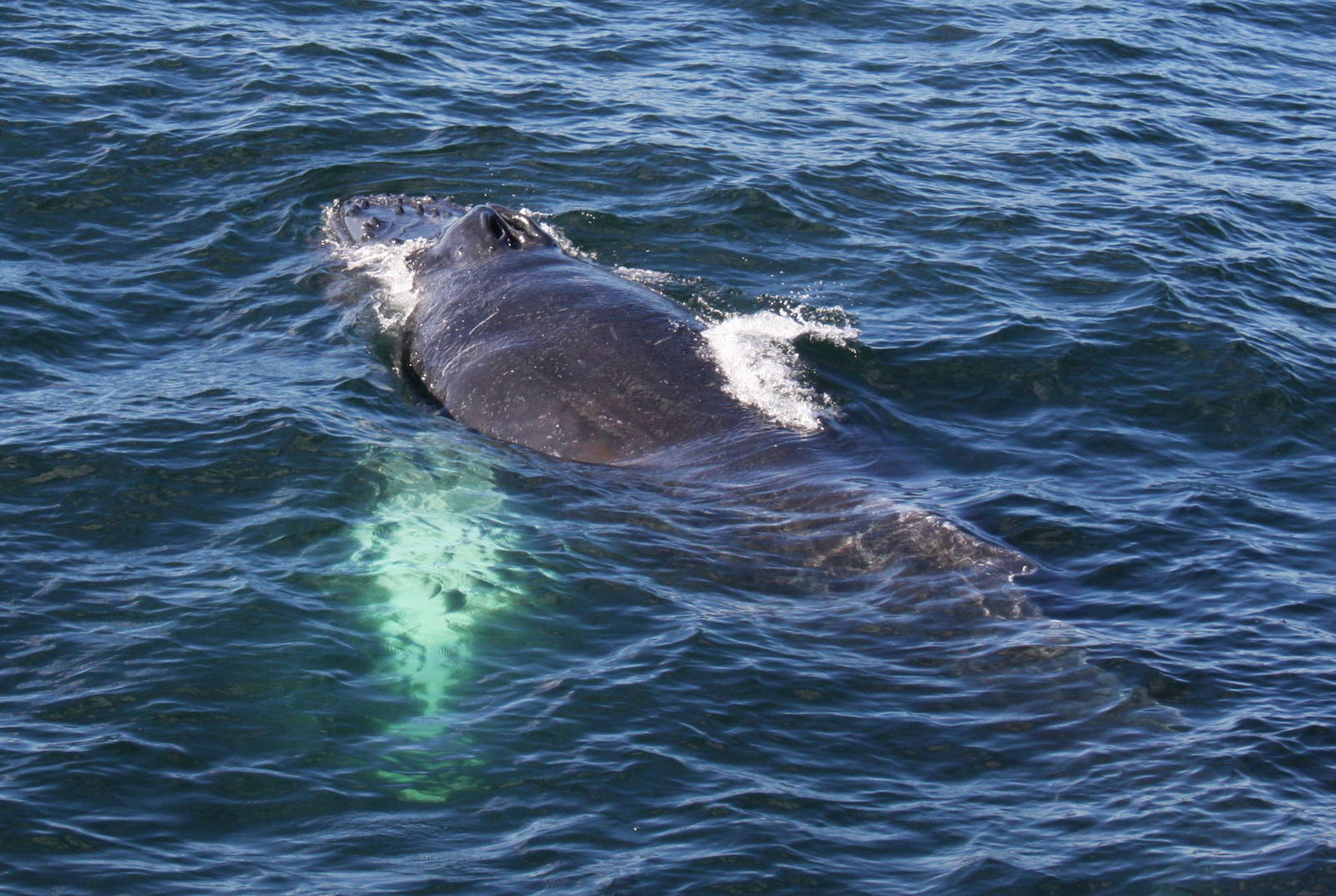 Whale Watching, Cape Cod, MA 2010