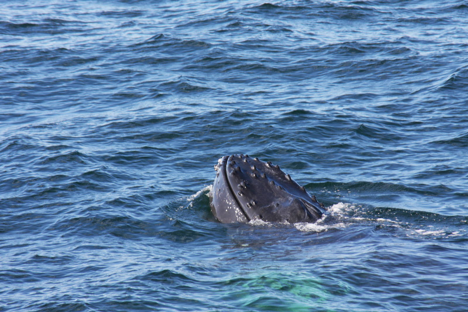 Whale Watching, Cape Cod, MA 2010