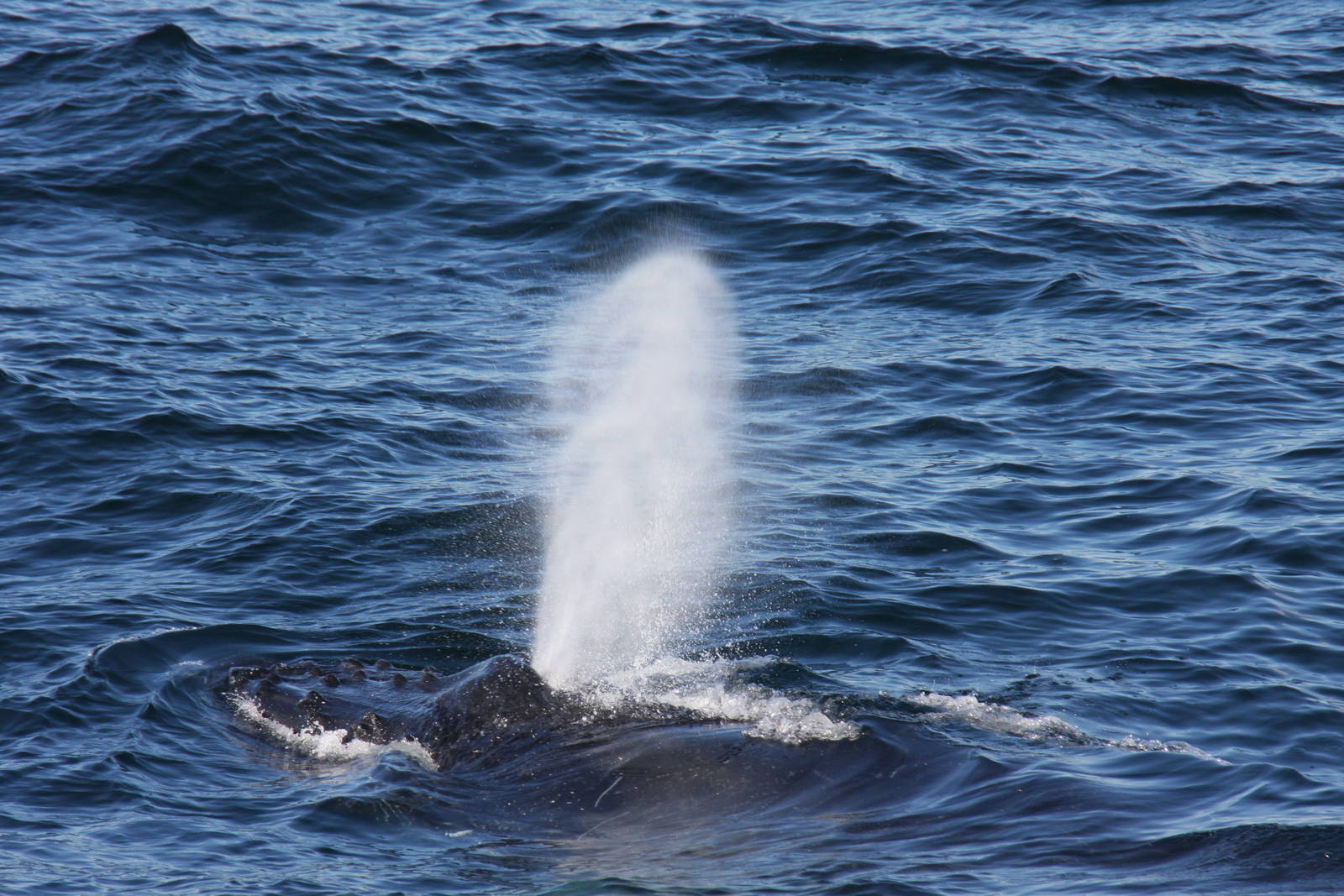 Whale Watching, Cape Cod, MA 2010