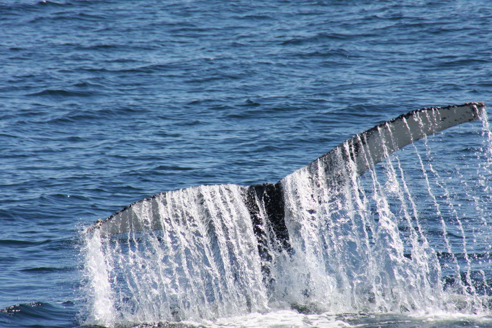 Whale Watching, Cape Cod, MA 2010