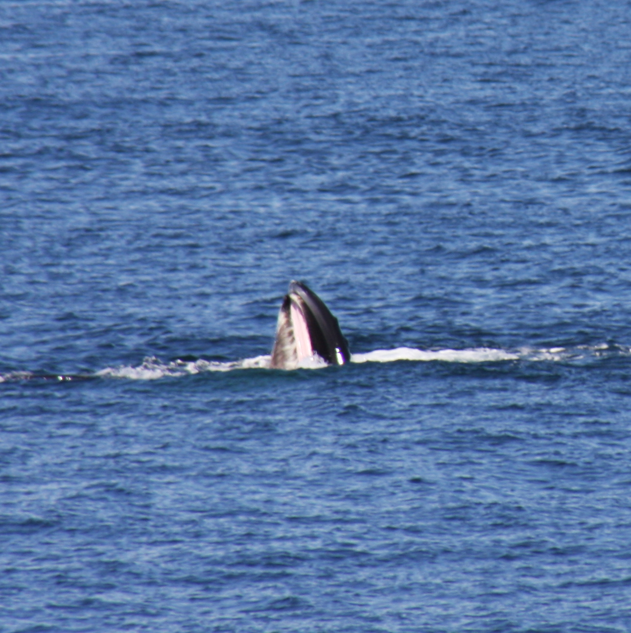 Whale Watching, Cape Cod, MA 2010