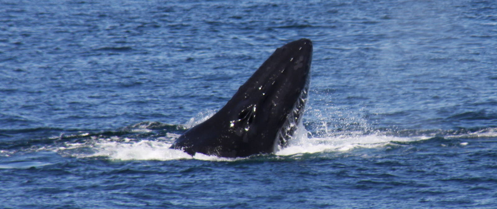 Whale Watching, Cape Cod, MA 2010