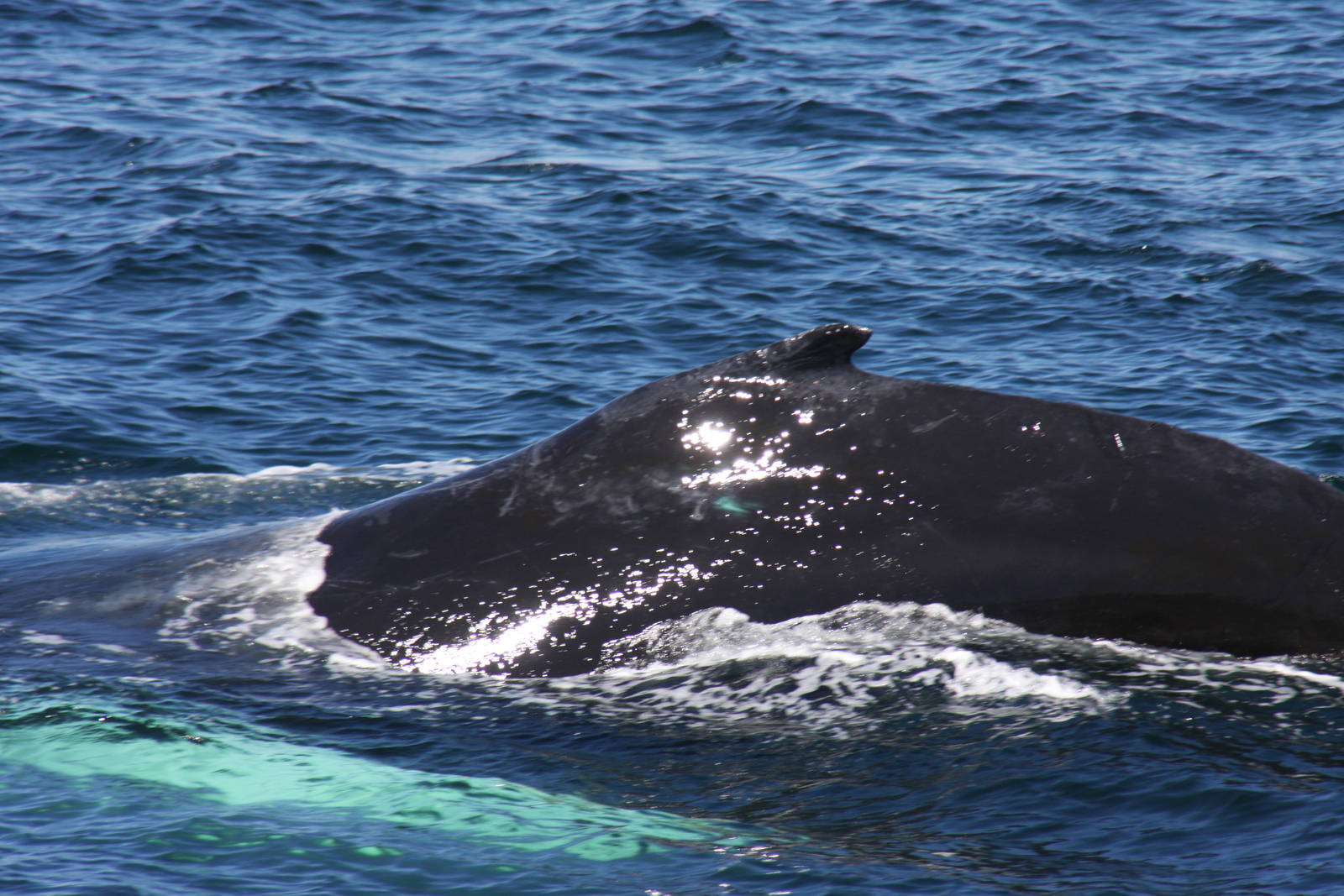 Whale Watching, Cape Cod, MA 2010