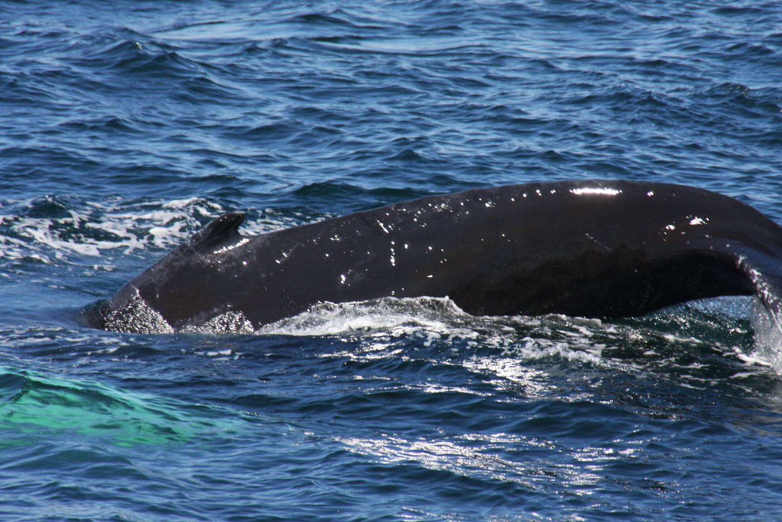 Whale Watching, Cape Cod, MA 2010