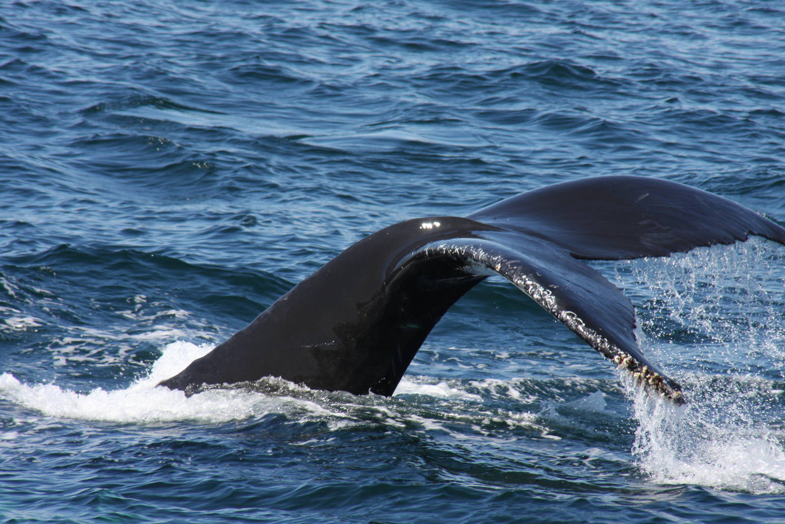 Whale Watching, Cape Cod, MA 2010