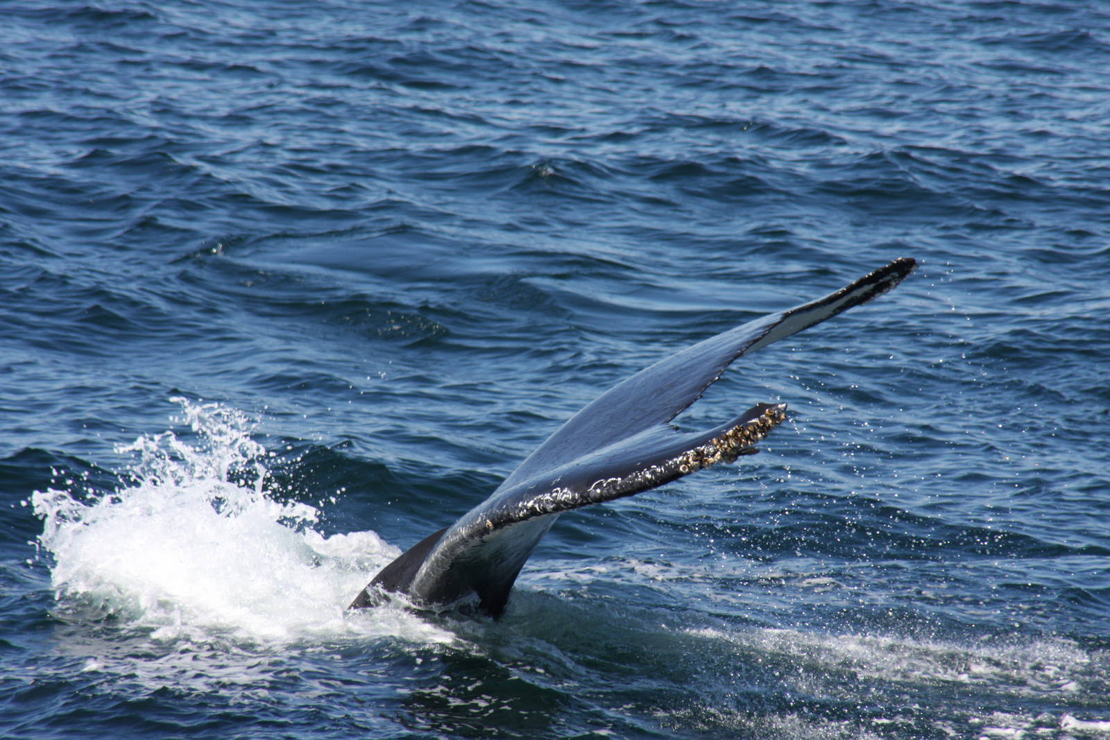 Whale Watching, Cape Cod, MA 2010