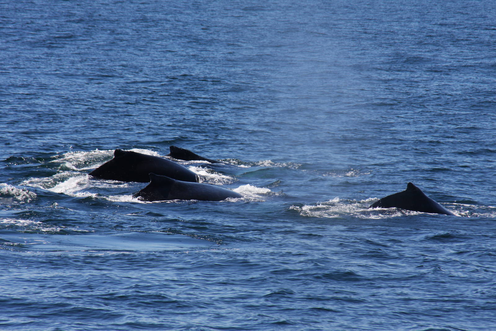 Whale Watching, Cape Cod, MA 2010