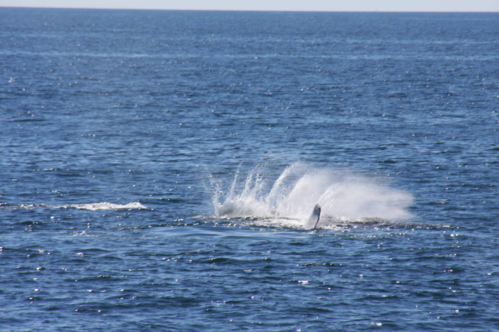 Whale Watching, Cape Cod, MA 2010