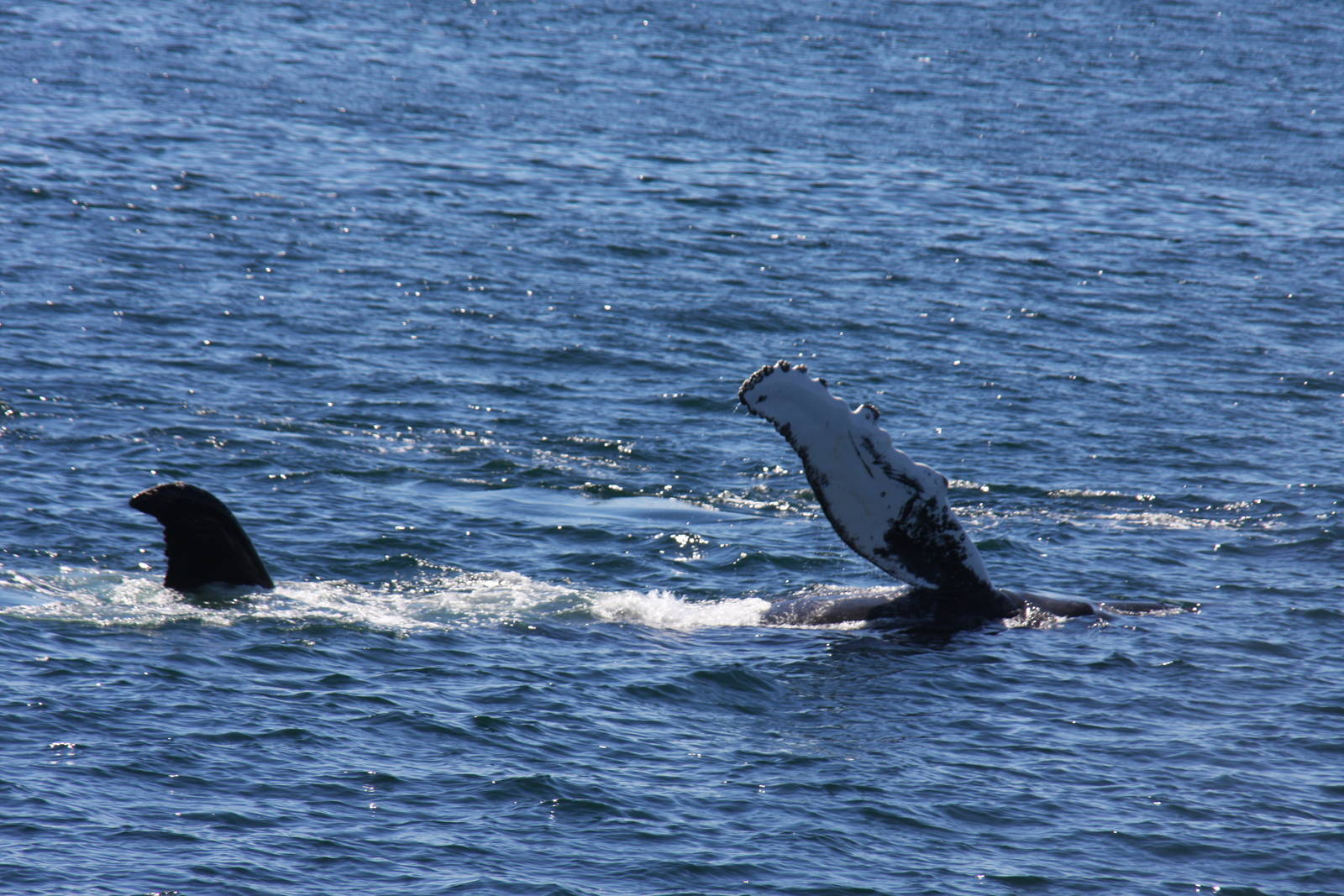 Whale Watching, Cape Cod, MA 2010