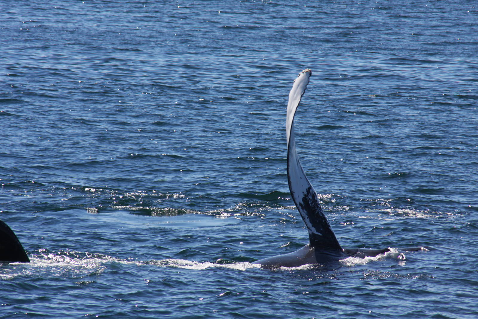 Whale Watching, Cape Cod, MA 2010