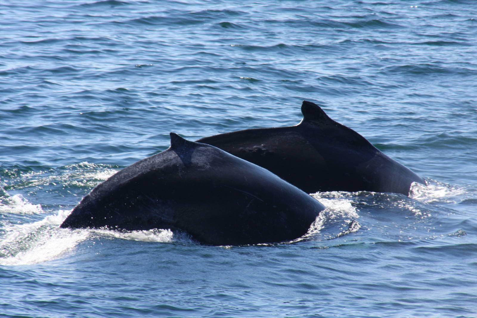 Whale Watching, Cape Cod, MA 2010