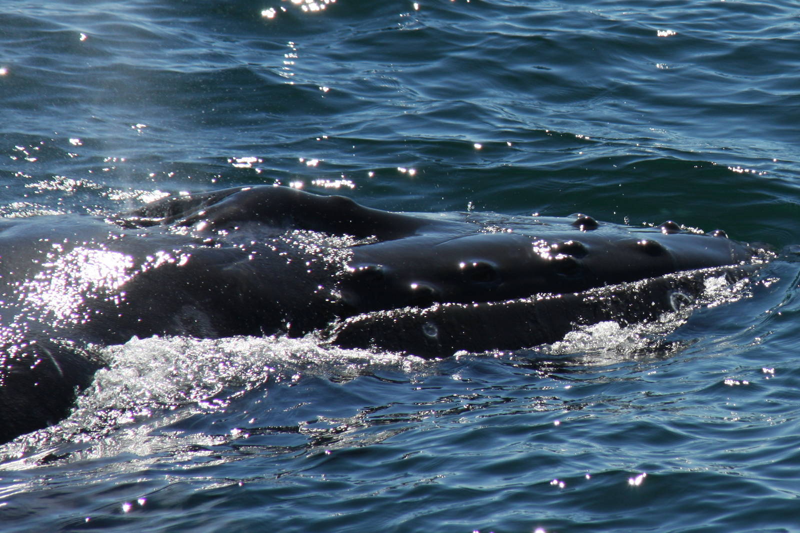Whale Watching, Cape Cod, MA 2010