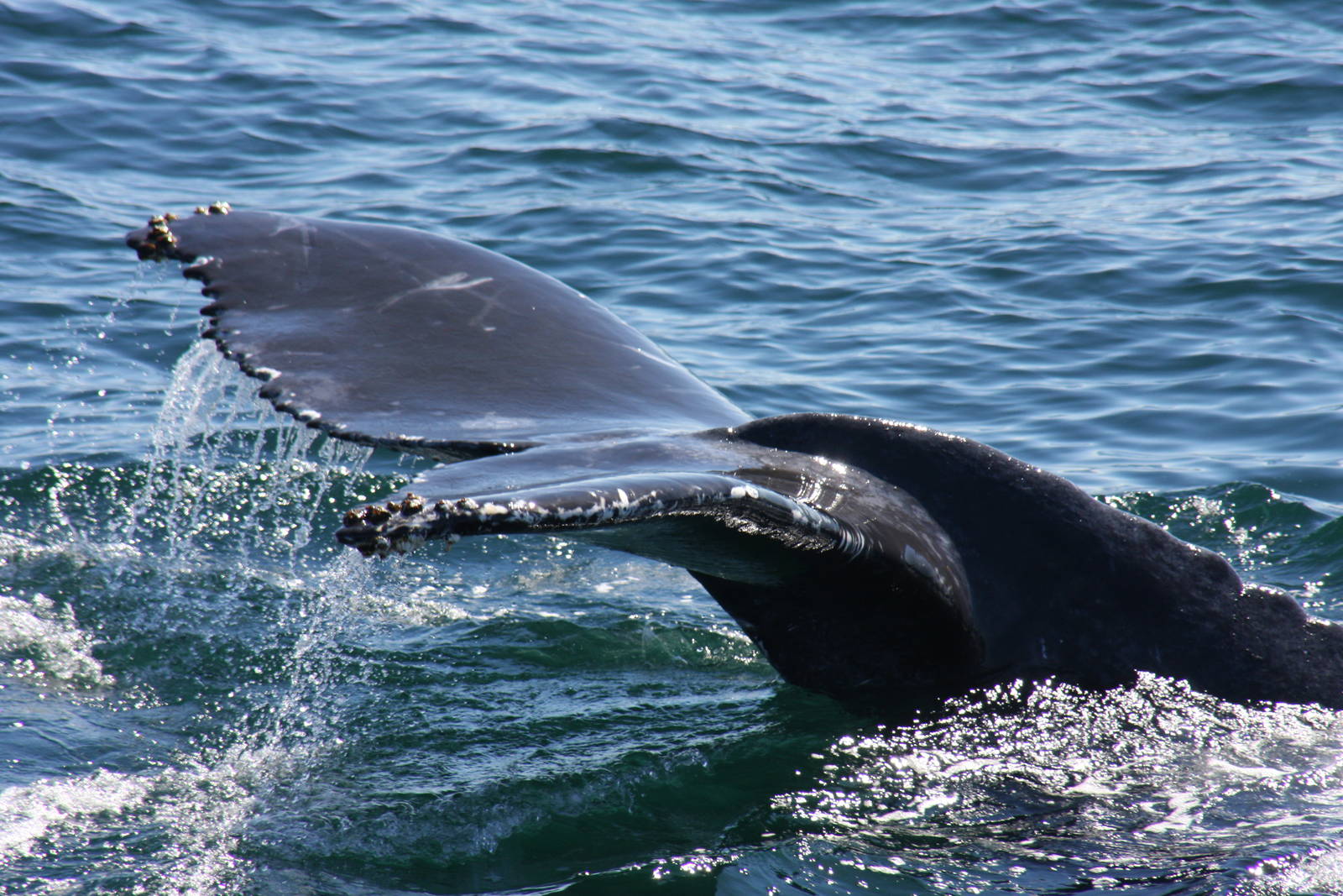 Whale Watching, Cape Cod, MA 2010
