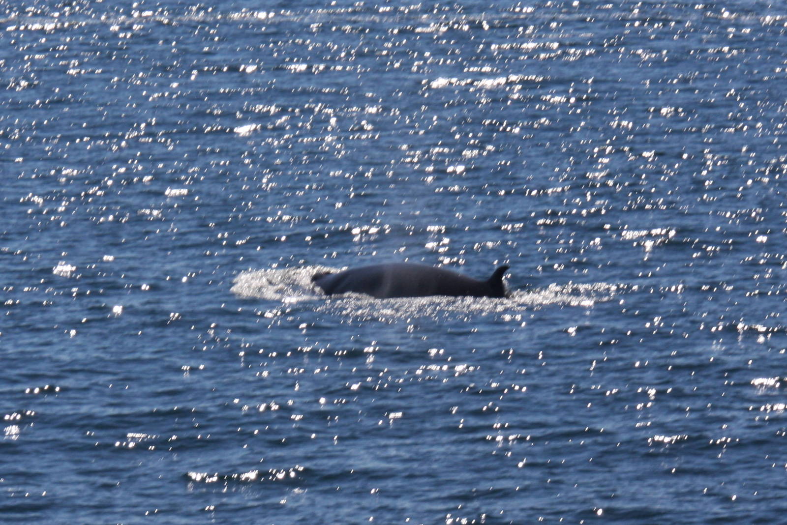 Whale Watching, Cape Cod, MA 2010
