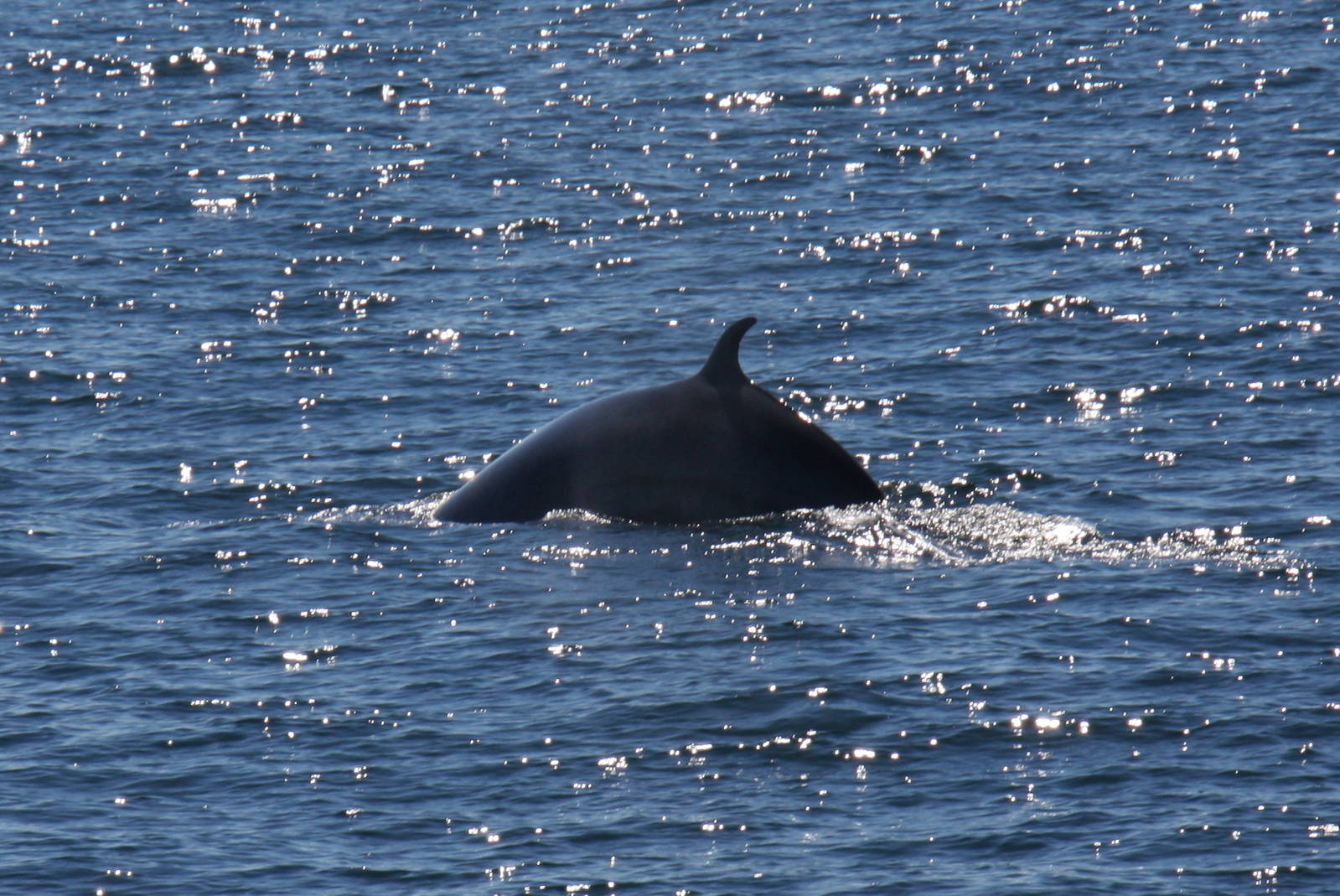 Whale Watching, Cape Cod, MA 2010