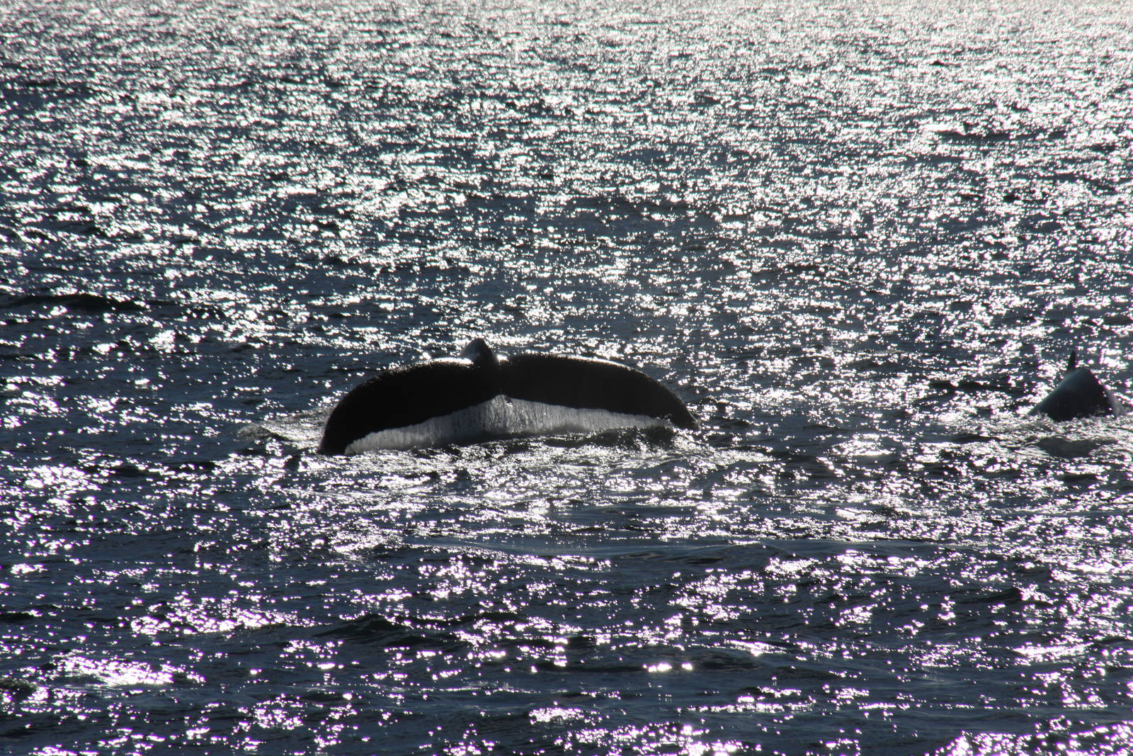 Whale Watching, Cape Cod, MA 2010