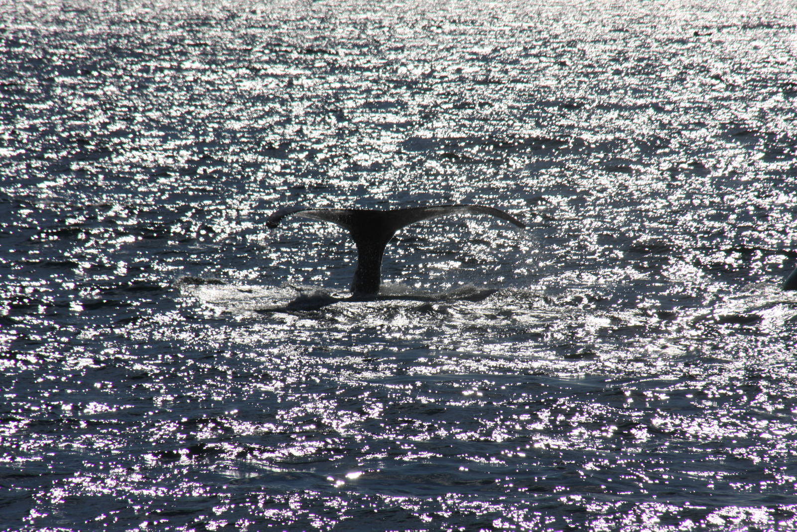 Whale Watching, Cape Cod, MA 2010