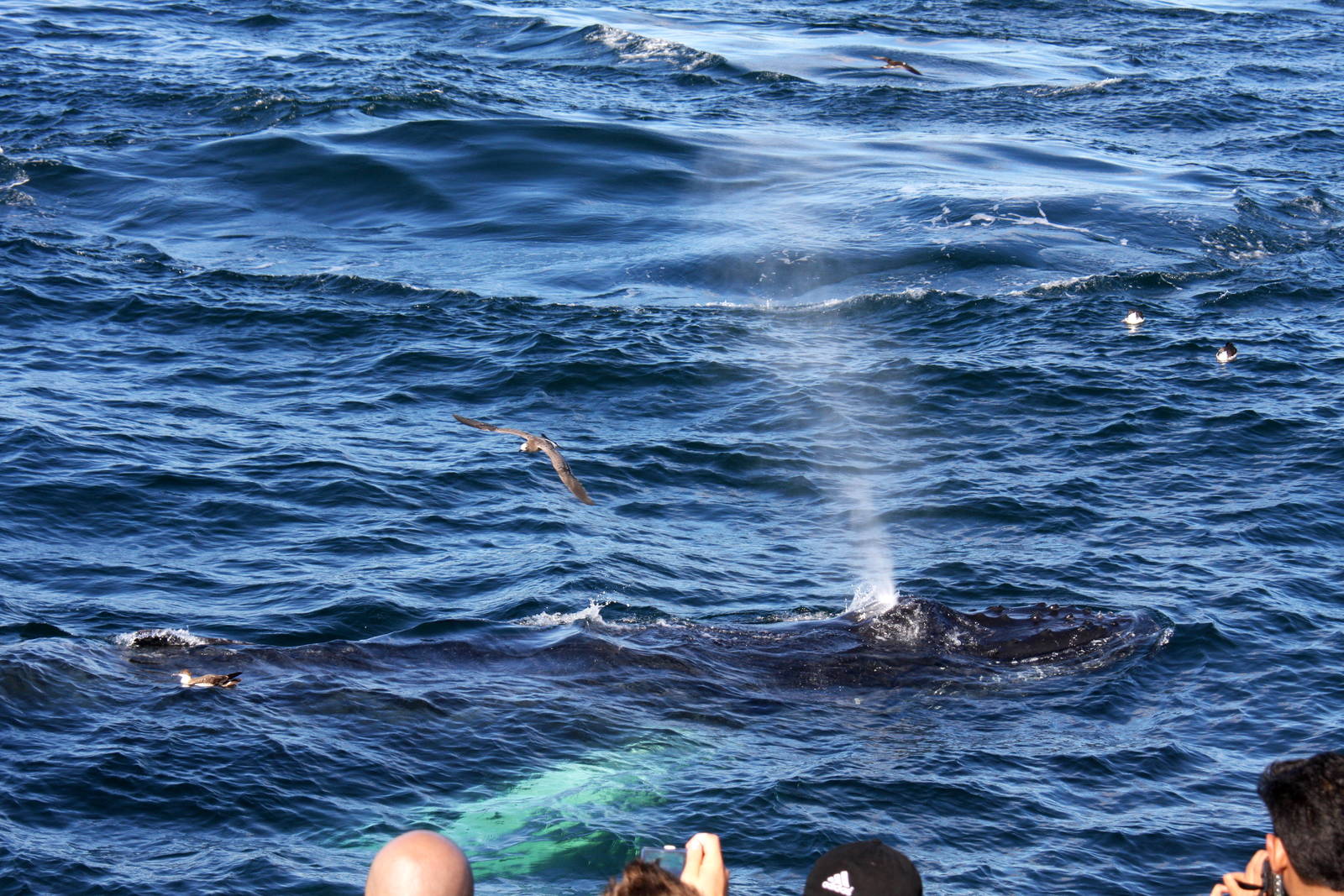 Whale Watching, Cape Cod, MA 2010