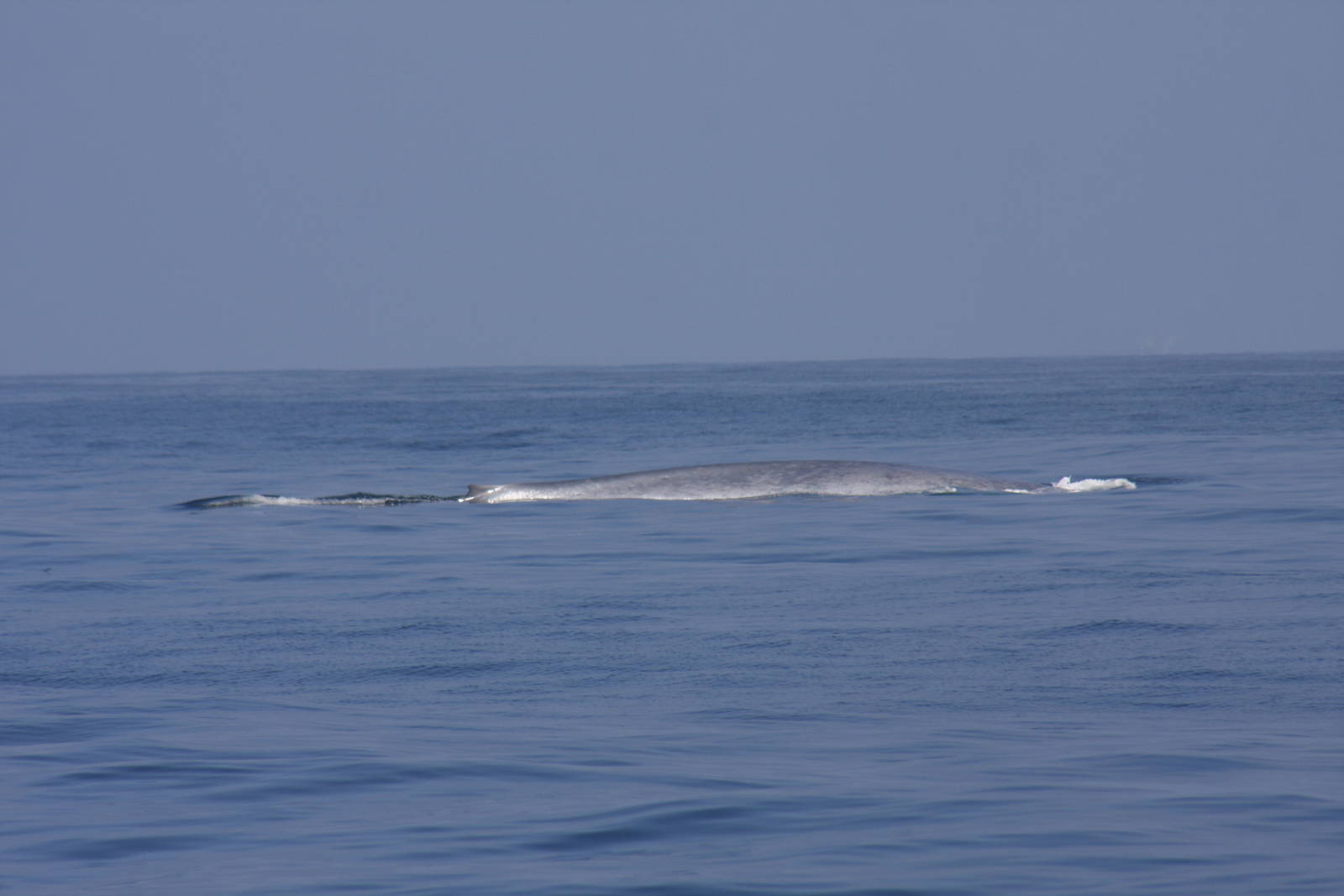 Whale Watching, Long Beach, CA 2011 blue whale (Balaenoptera musculus)
