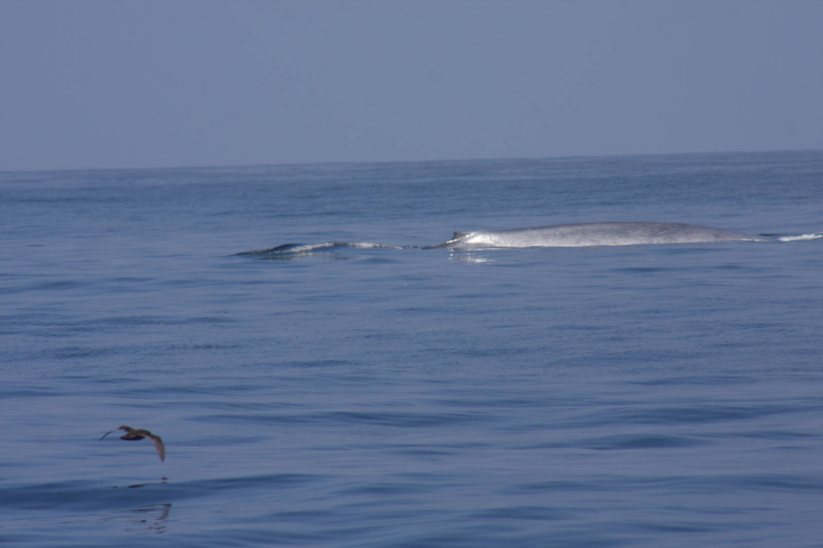 Whale Watching, Long Beach, CA 2011 blue whale (Balaenoptera musculus)