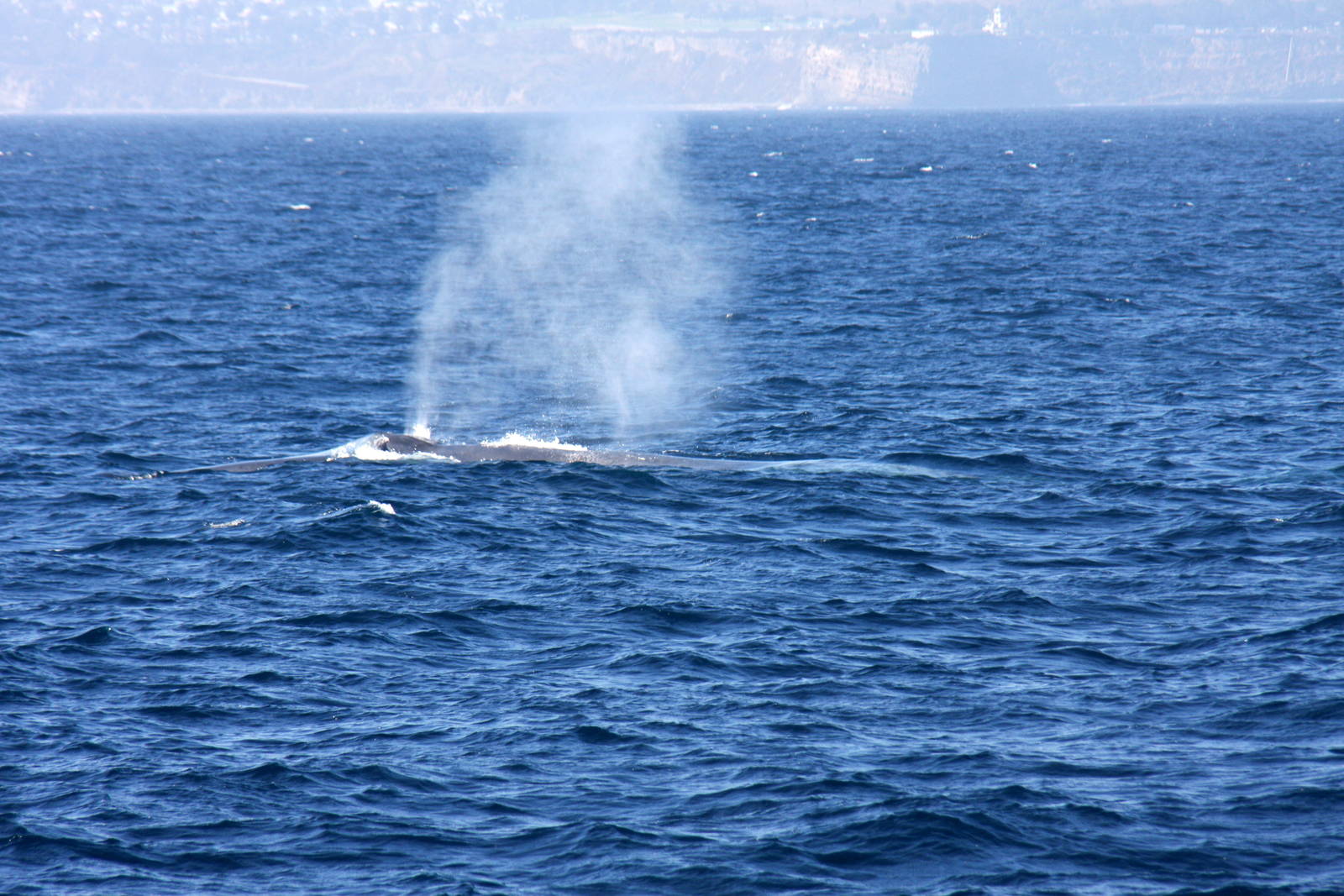 Whale Watching, Long Beach, CA 2011 blue whale (Balaenoptera musculus)