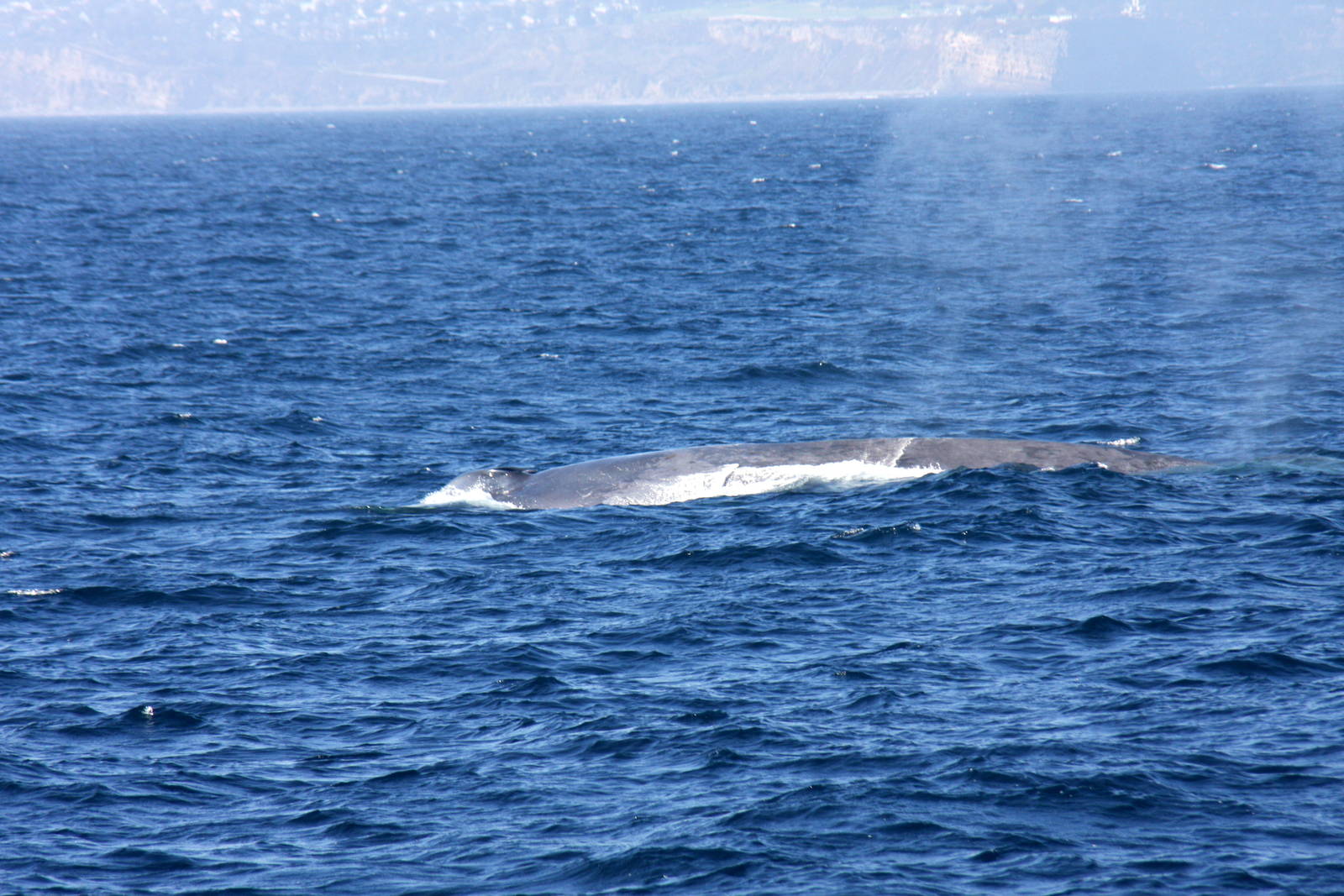 Whale Watching, Long Beach, CA 2011 blue whale (Balaenoptera musculus)