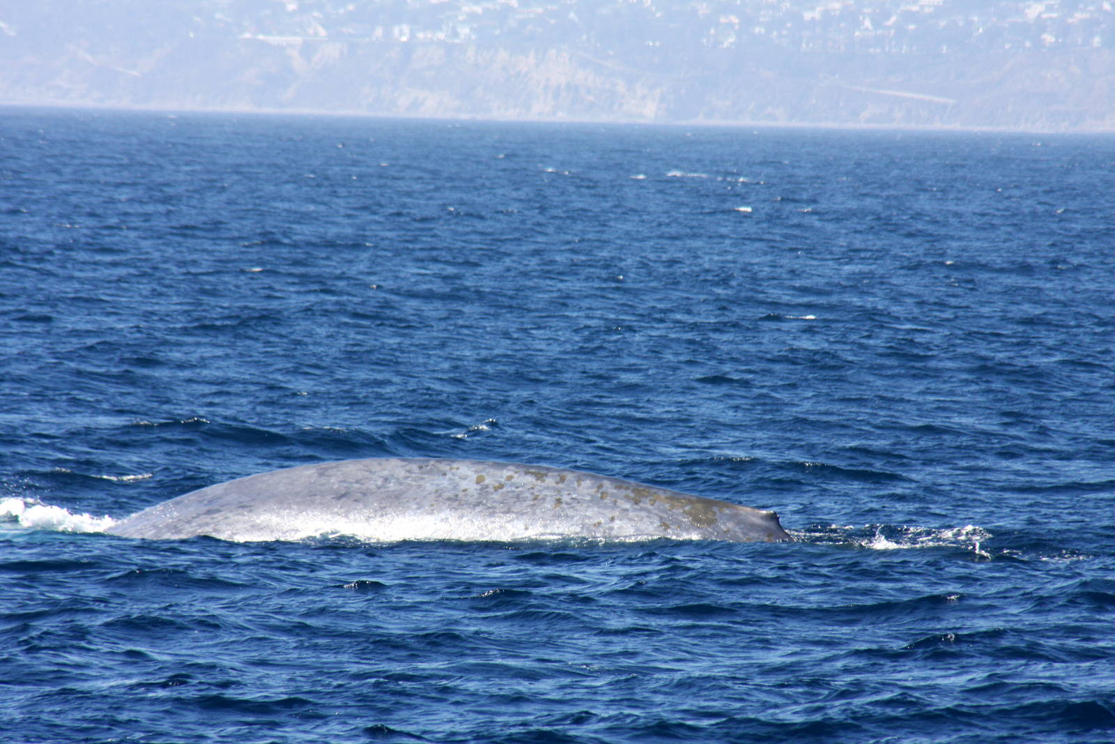 Whale Watching, Long Beach, CA 2011 blue whale (Balaenoptera musculus)
