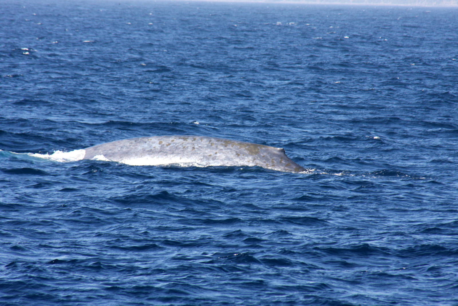 Whale Watching, Long Beach, CA 2011 blue whale (Balaenoptera musculus)