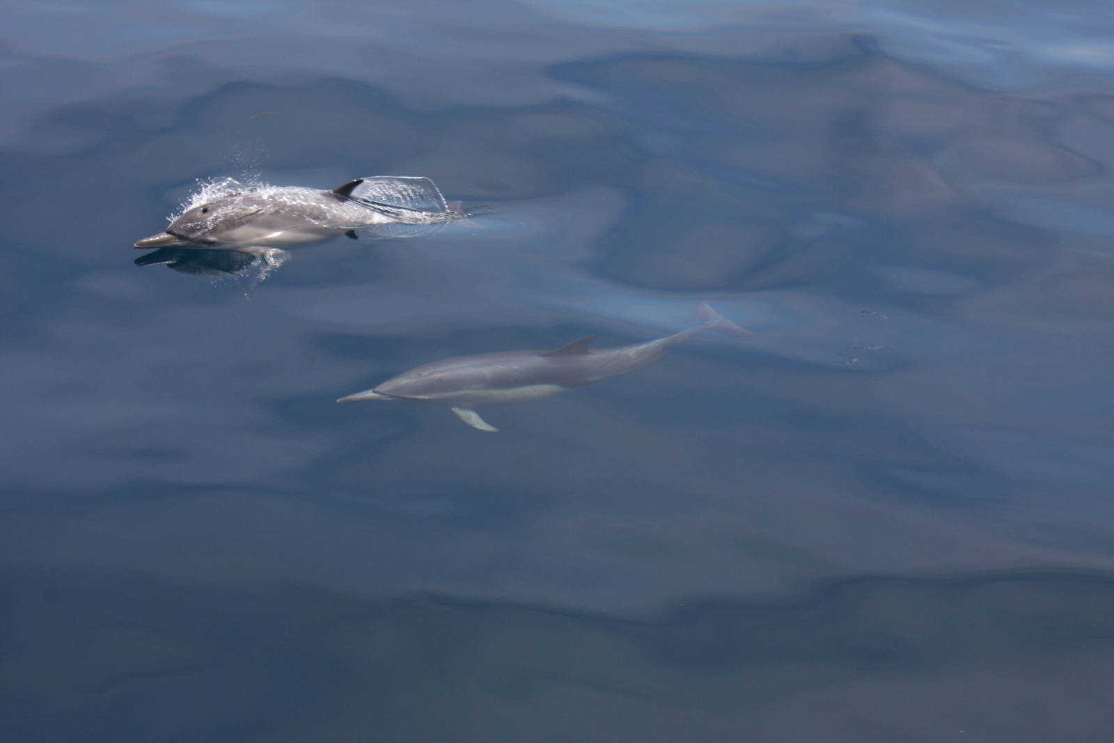 Whale Watching, Long Beach, CA 2011