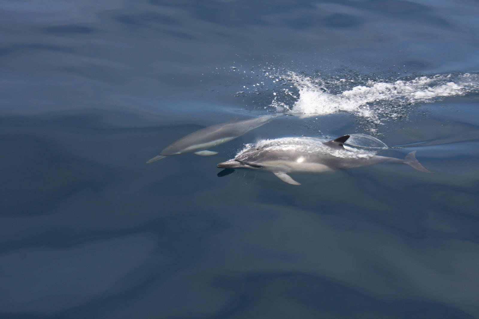 Whale Watching, Long Beach, CA 2011