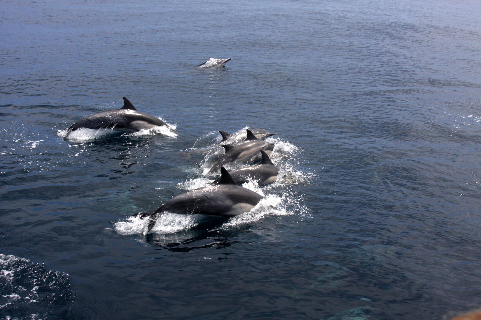 Whale Watching, Long Beach, CA 2011