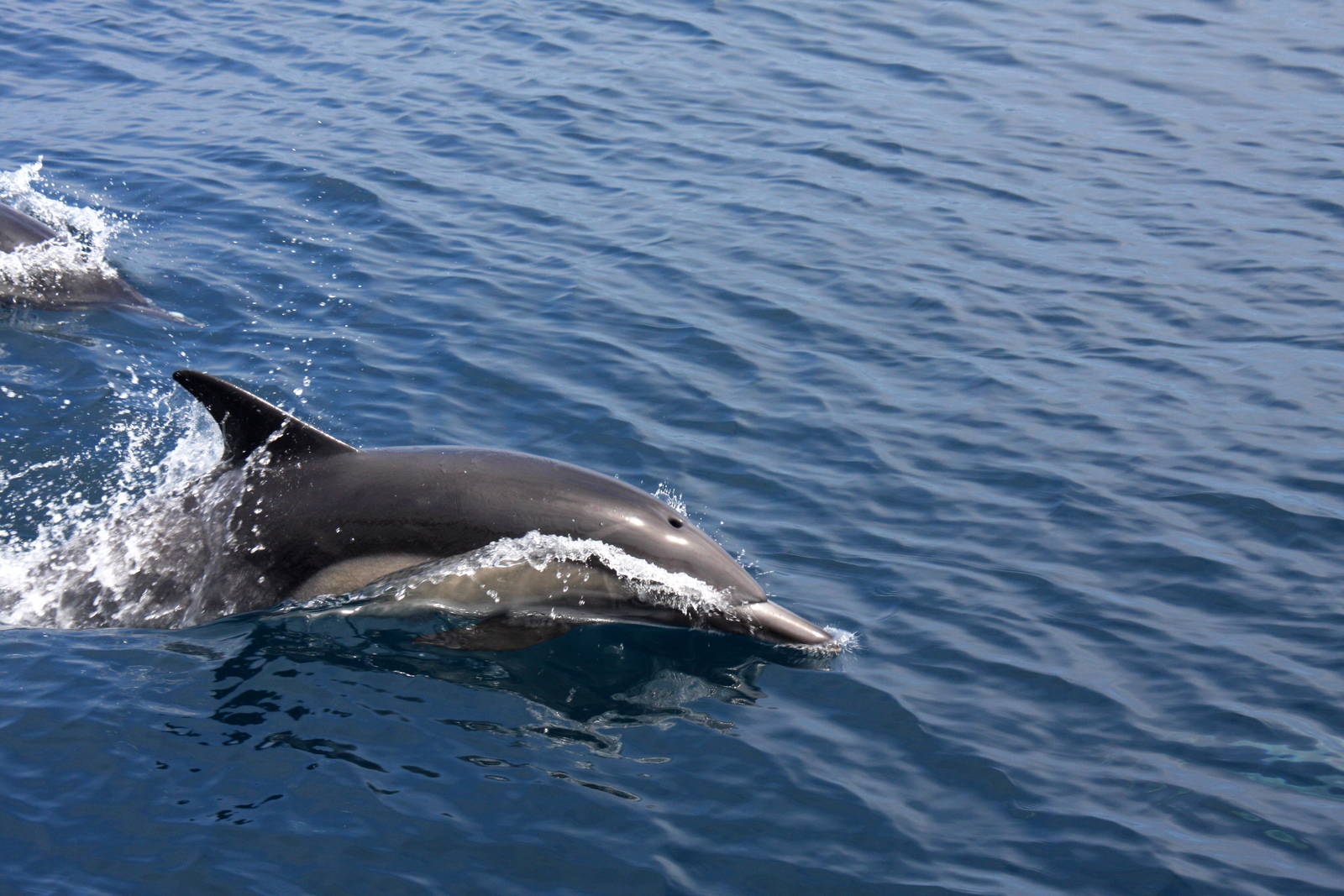 Whale Watching, Long Beach, CA 2011