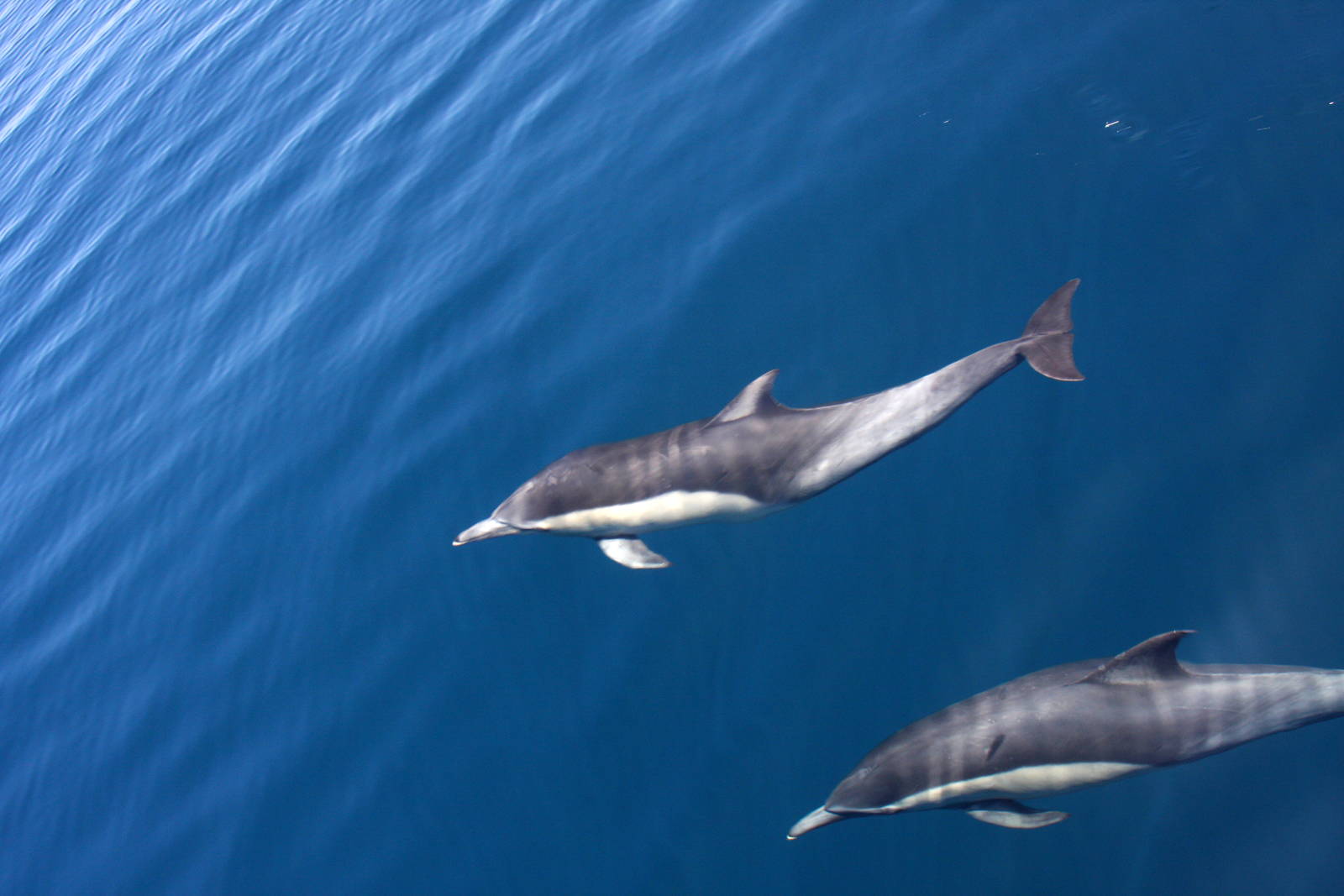 Whale Watching, Long Beach, CA 2011