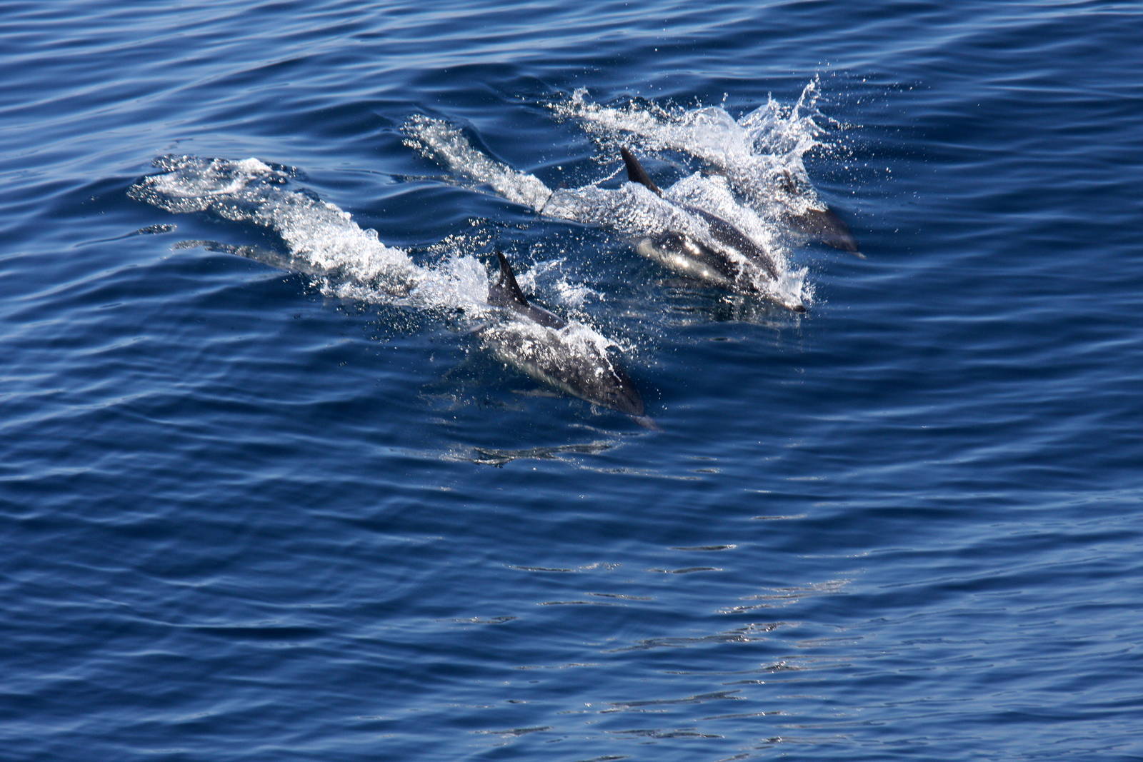 Whale Watching, Long Beach, CA 2011