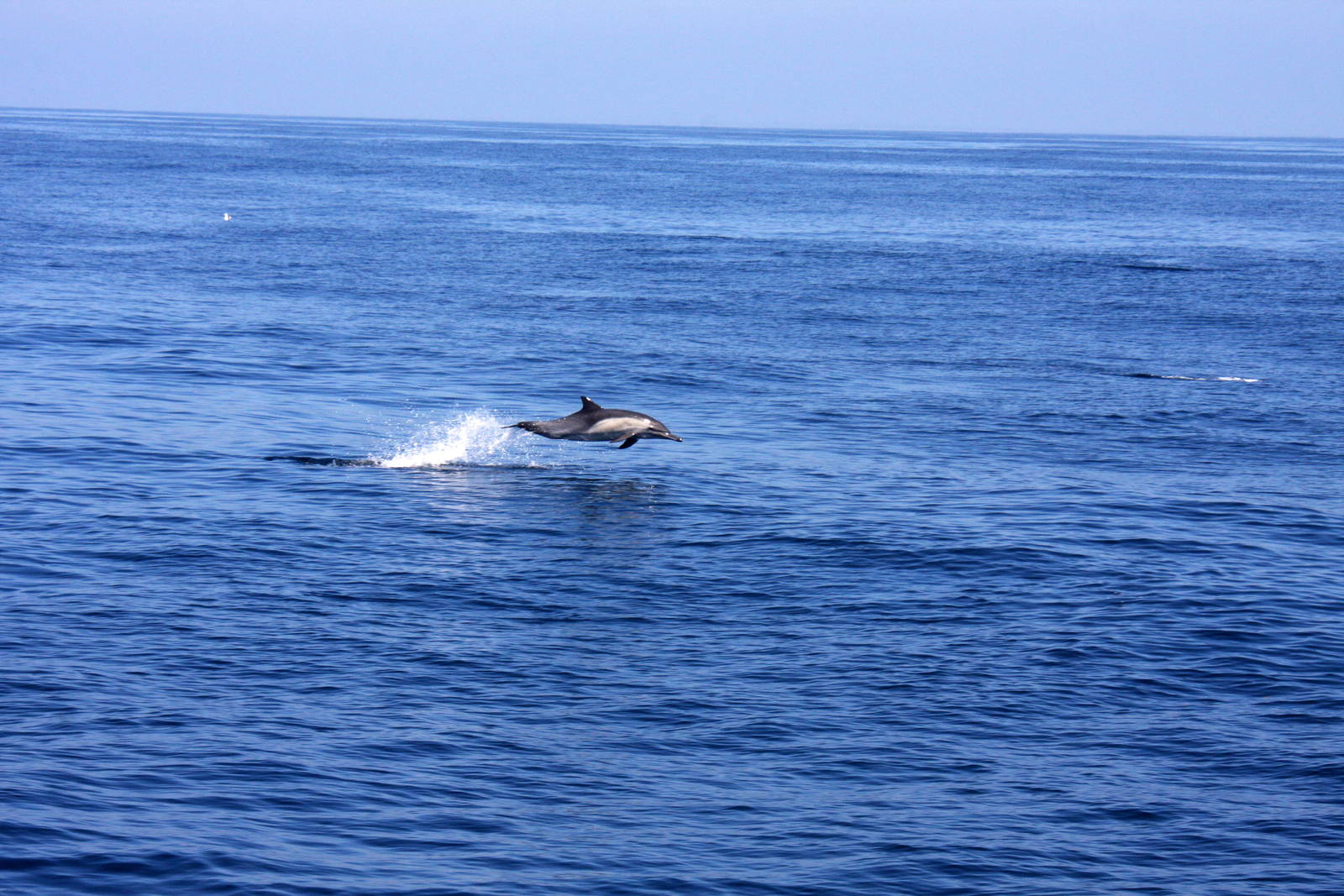 Whale Watching, Long Beach, CA 2011