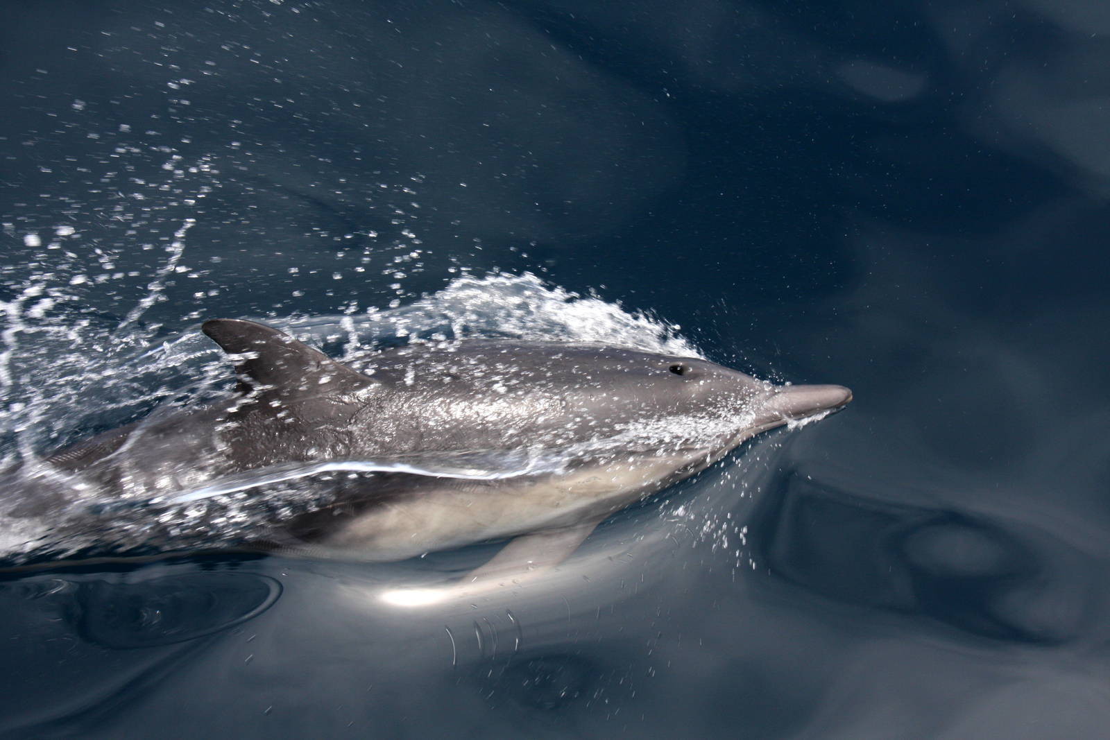 Whale Watching, Long Beach, CA 2011