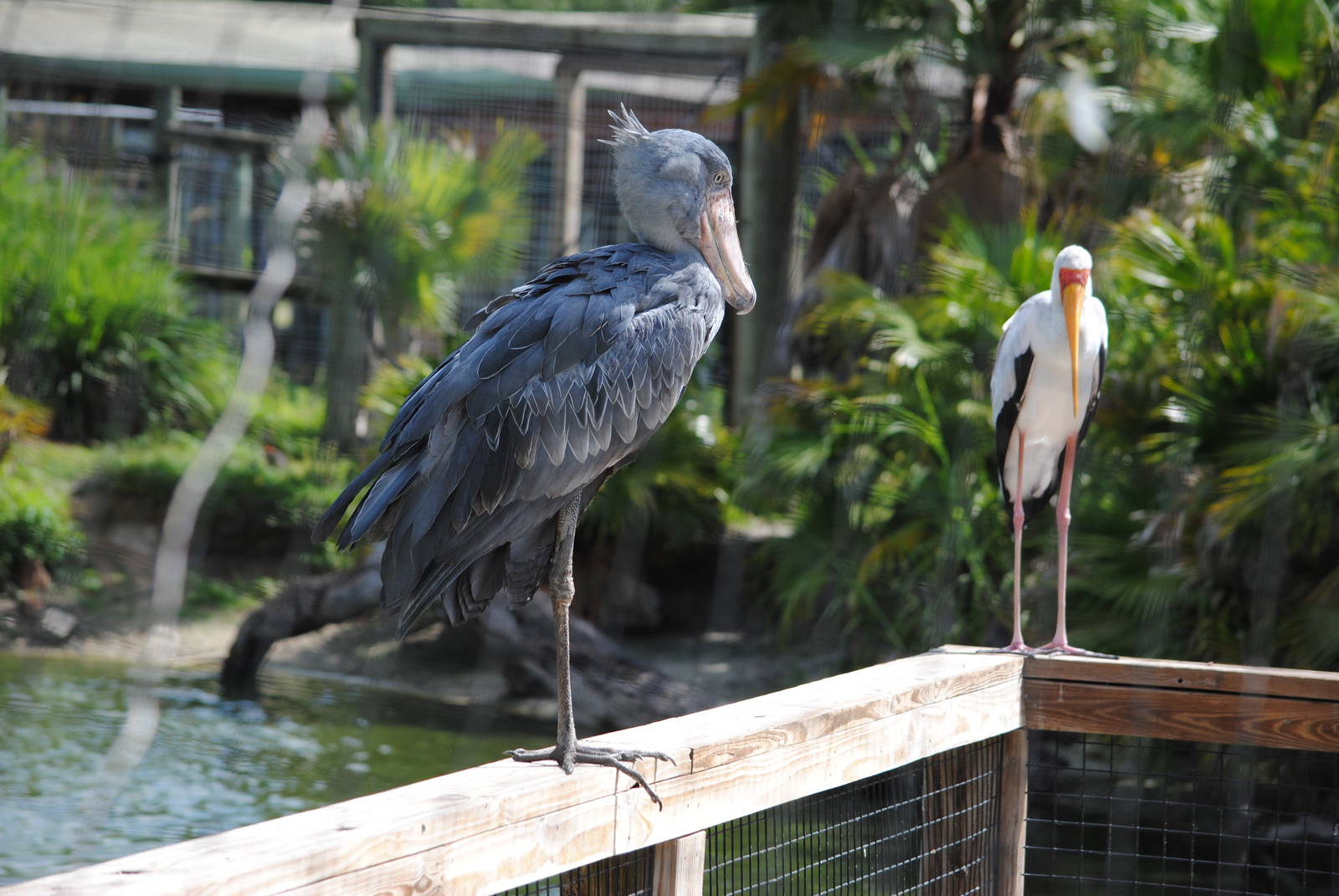 Whalebilled Stork