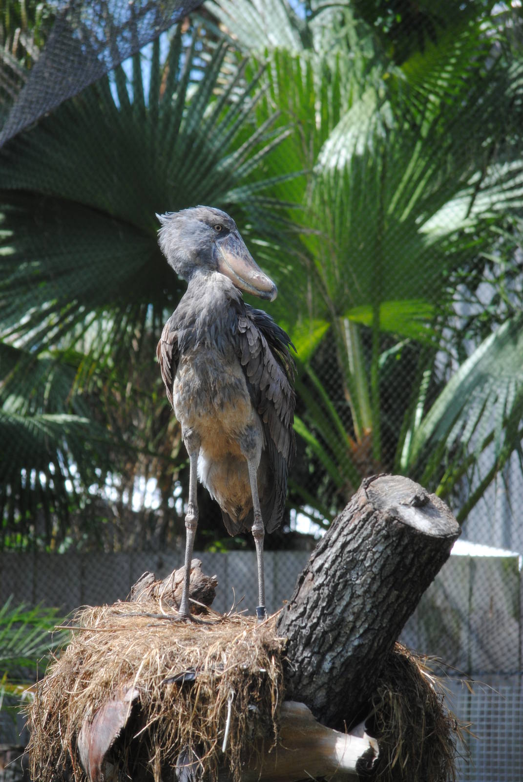 Whalebilled Stork