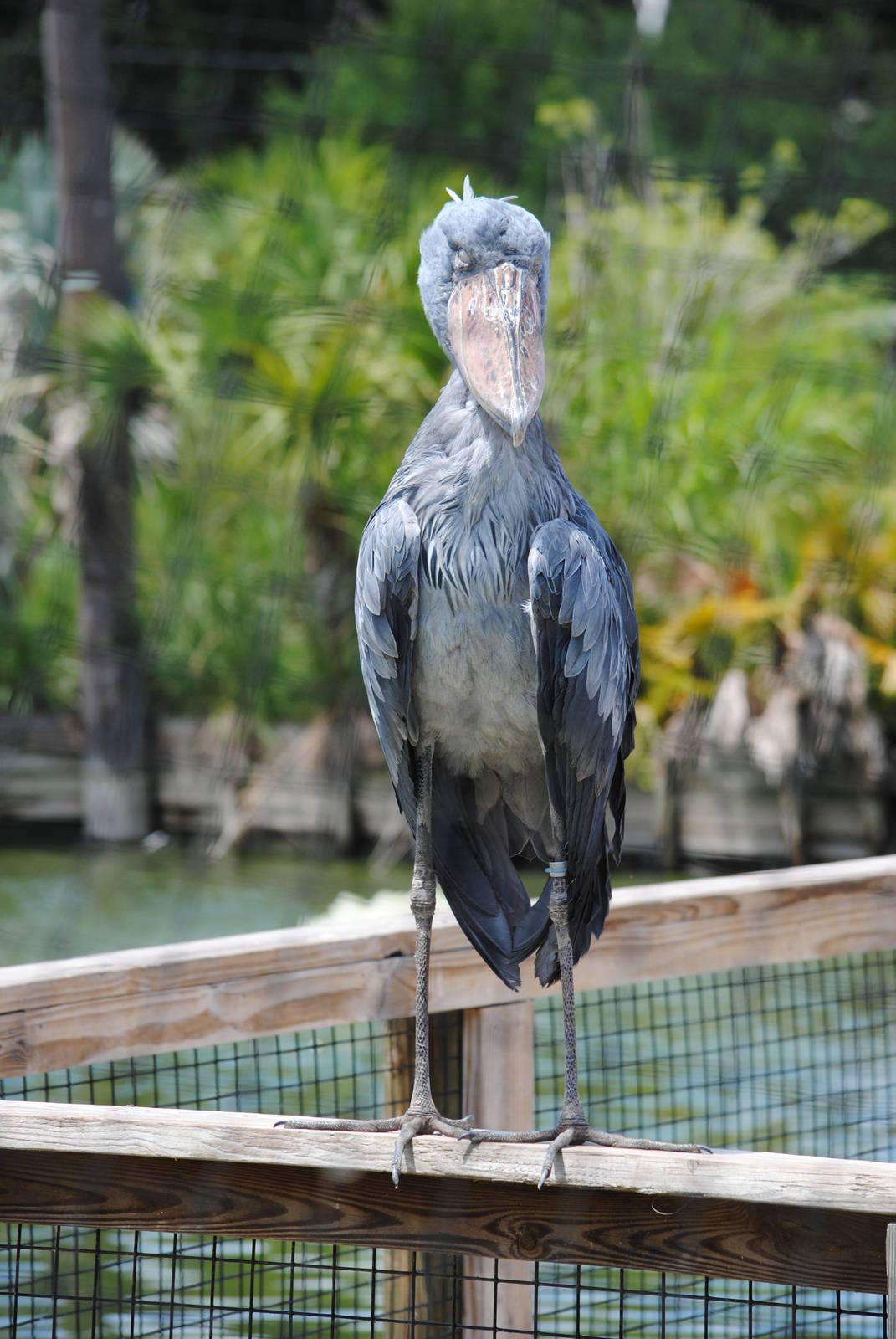 Whalebilled Stork