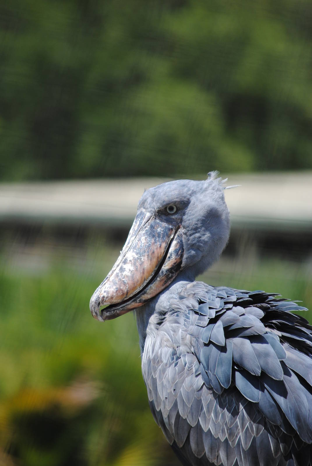 Whalebilled Stork