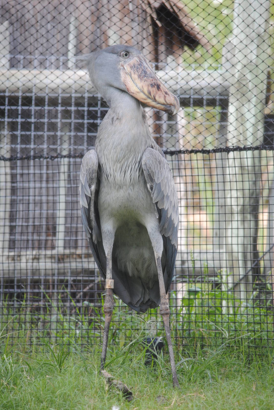 Whalebilled Stork