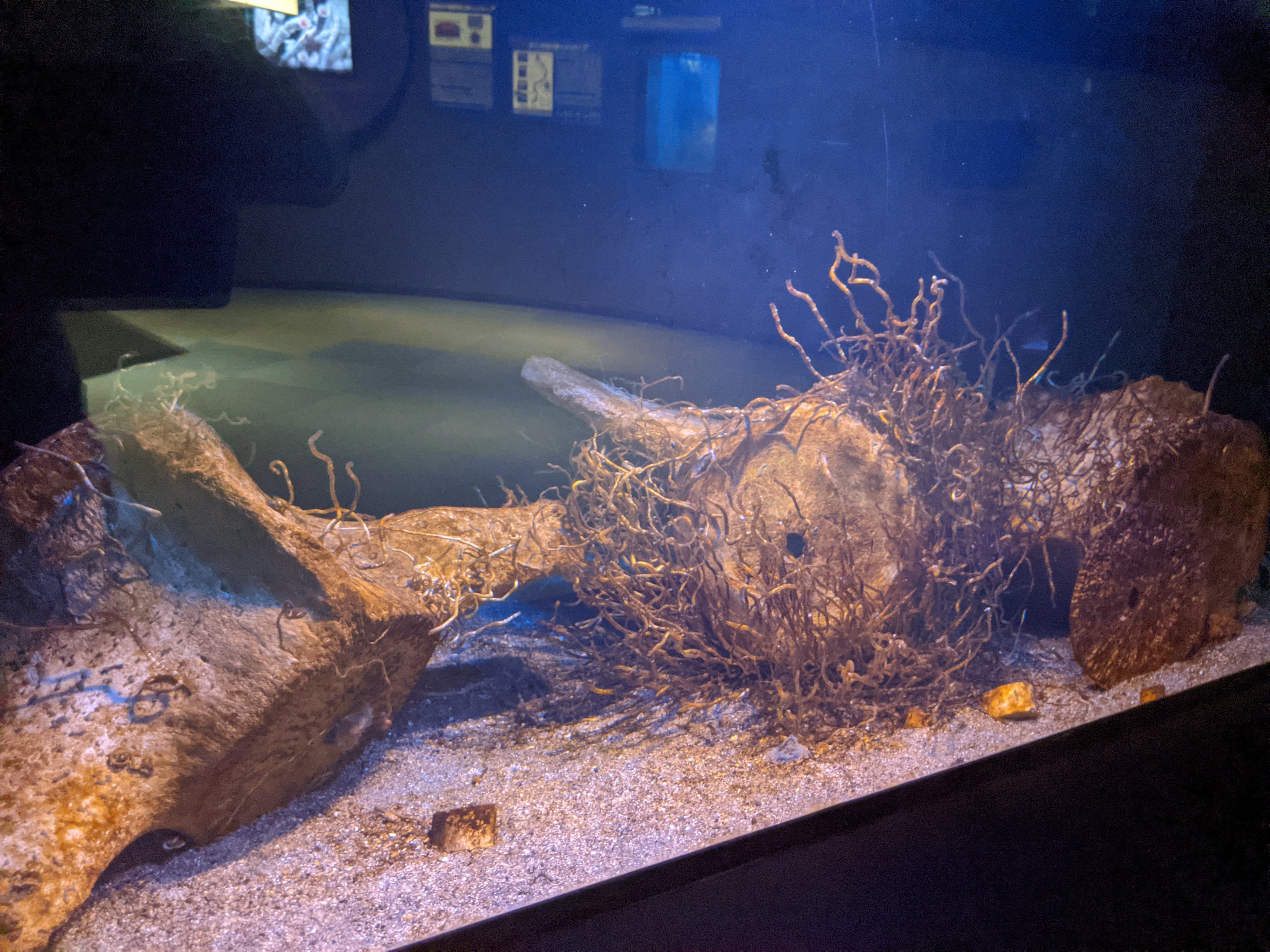 Whalebone and Tube-Worms (Lamellibrachia satsuma)