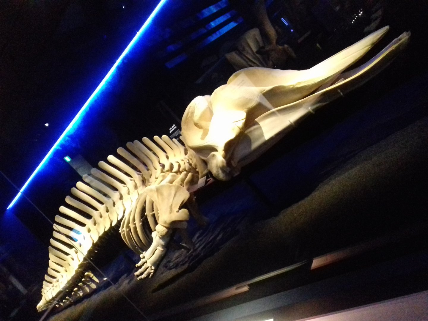 Whales: Beneath the Surface