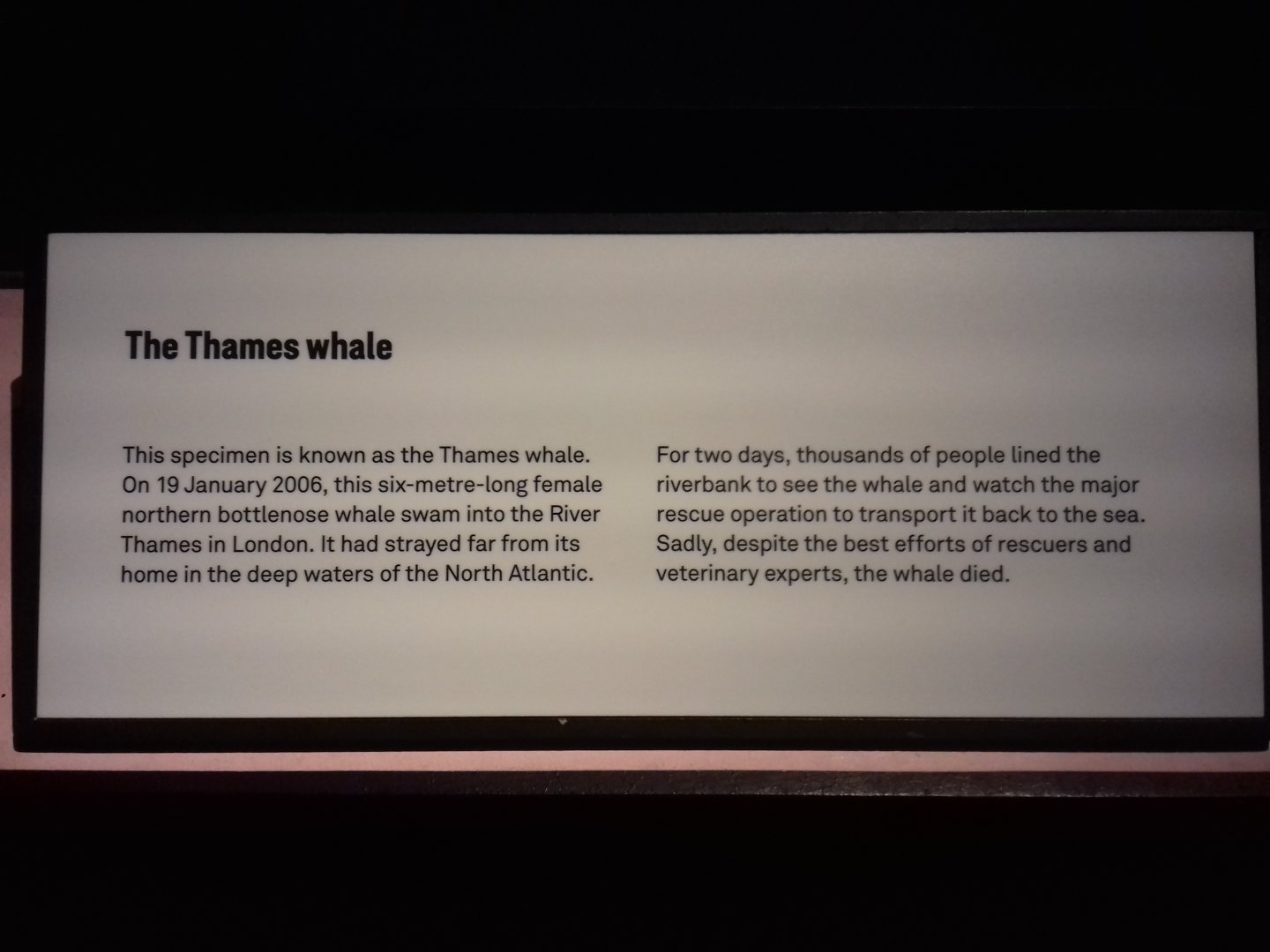 Whales: Beneath the Surface