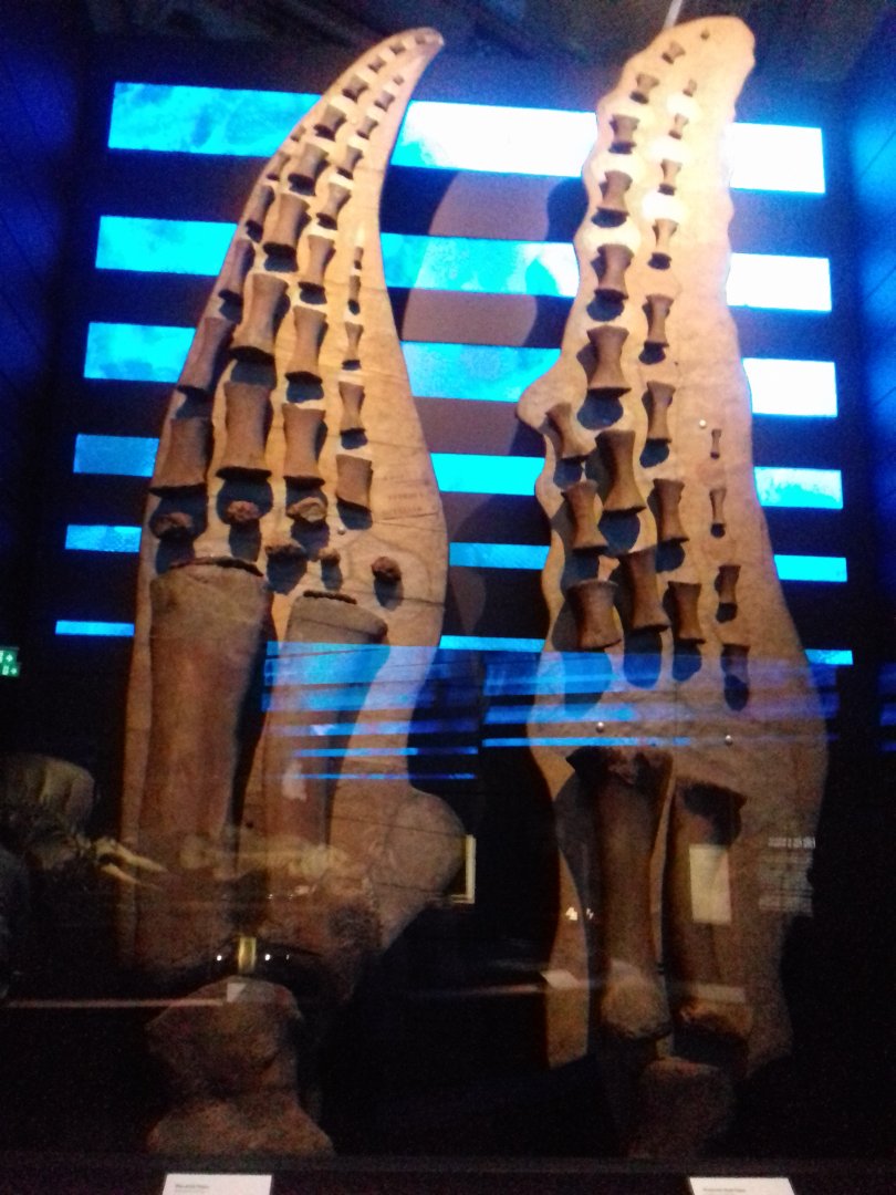 Whales: Beneath the Surface