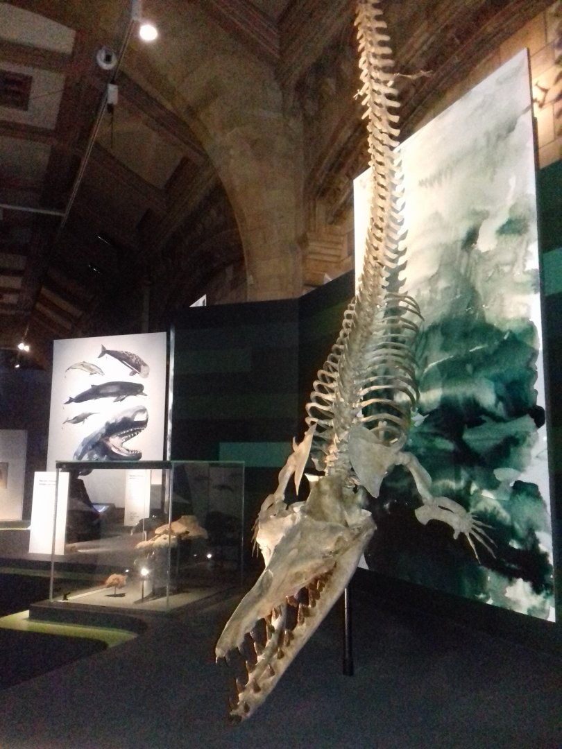 Whales: Beneath the Surface