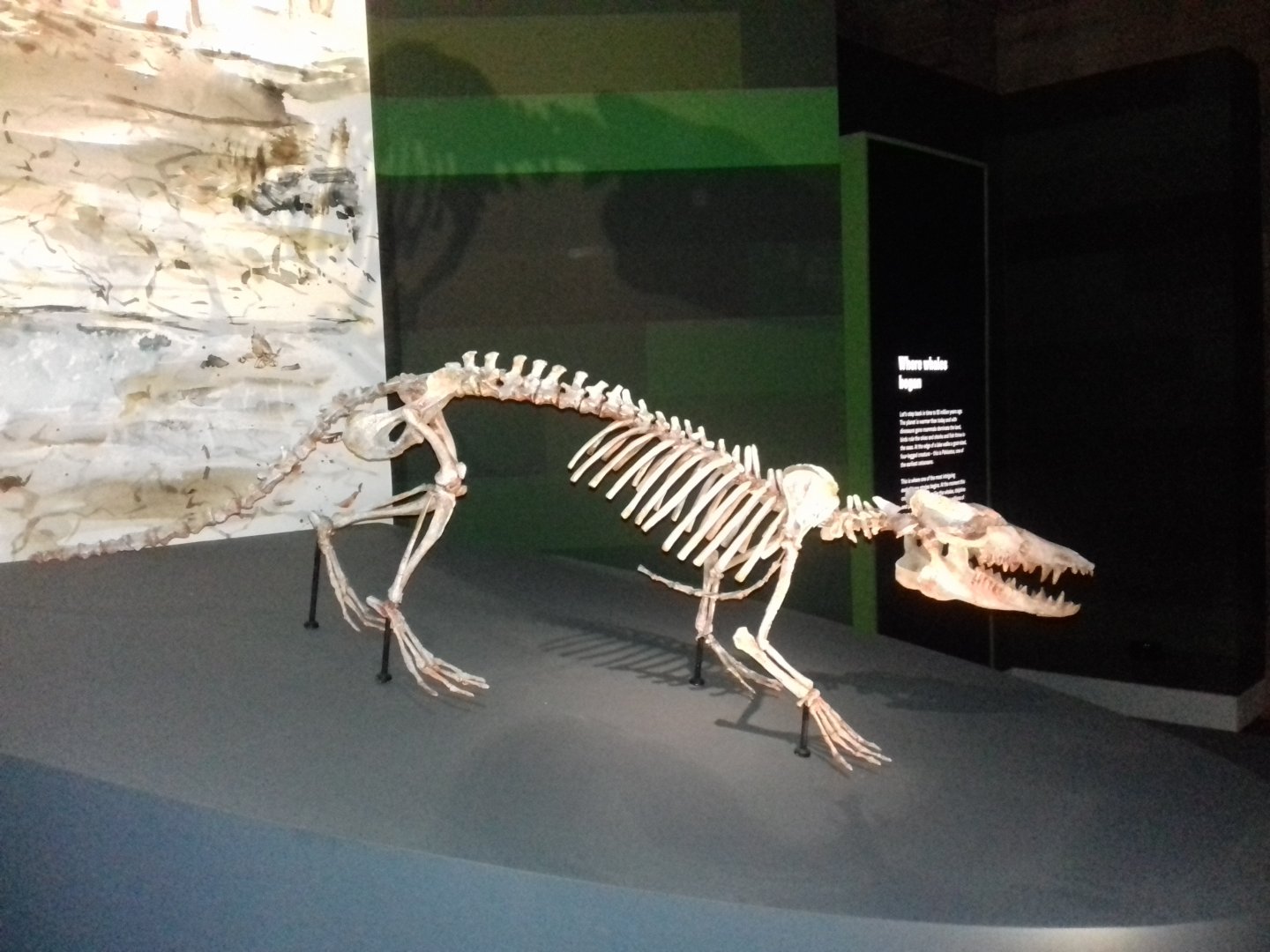 Whales: Beneath the Surface