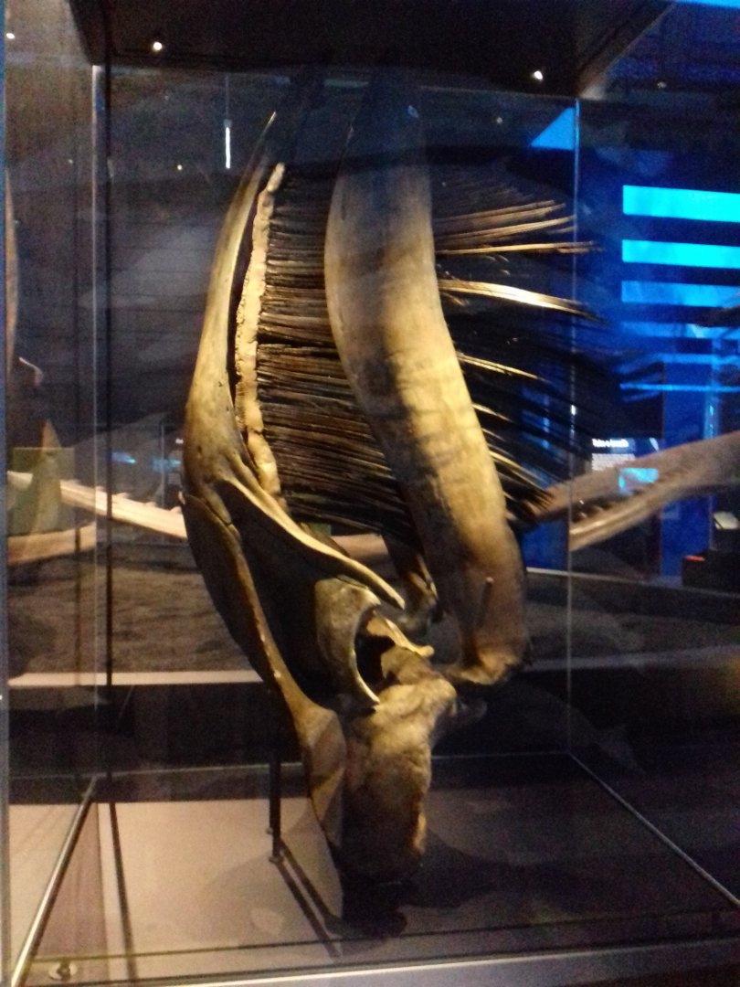 Whales: Beneath the Surface