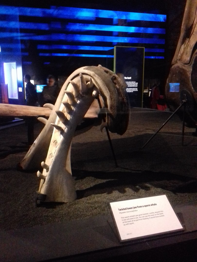 Whales: Beneath the Surface