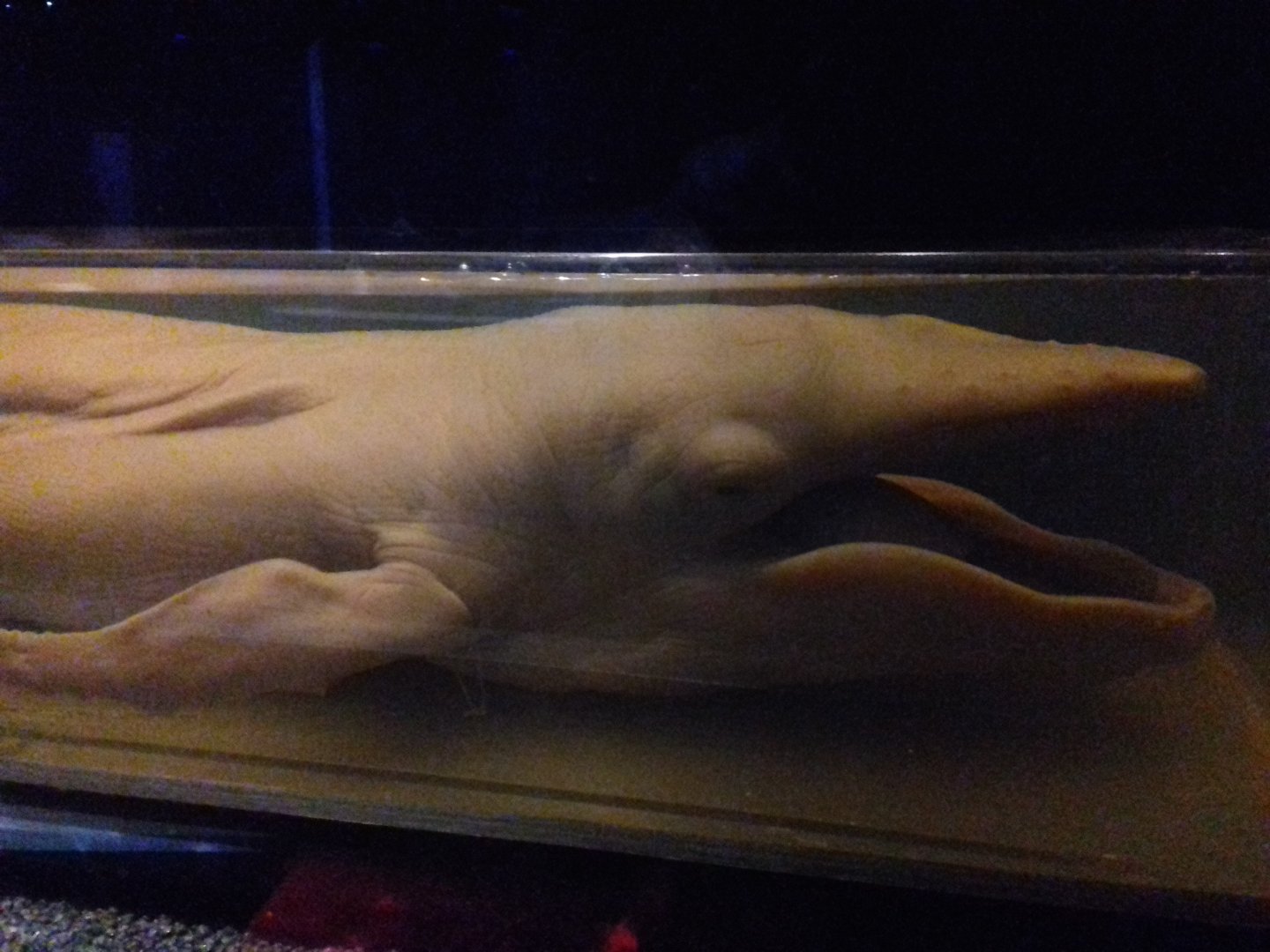 Whales: Beneath the Surface